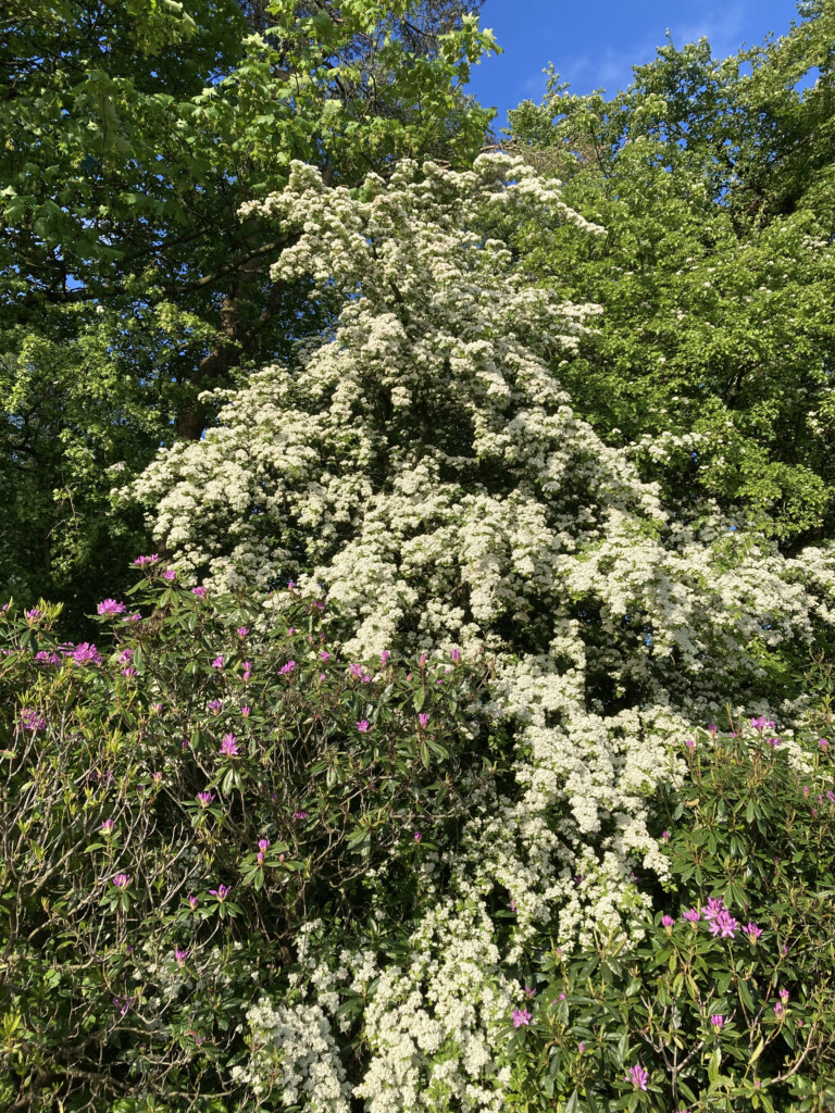 hawthorn