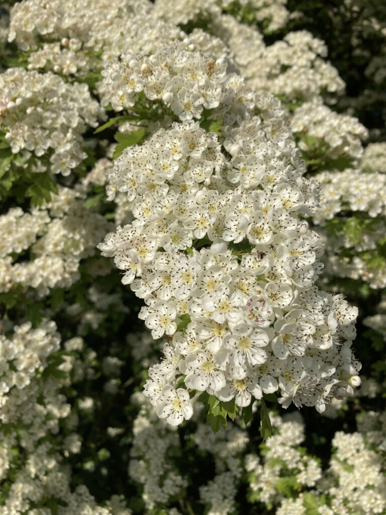 Hawthorn