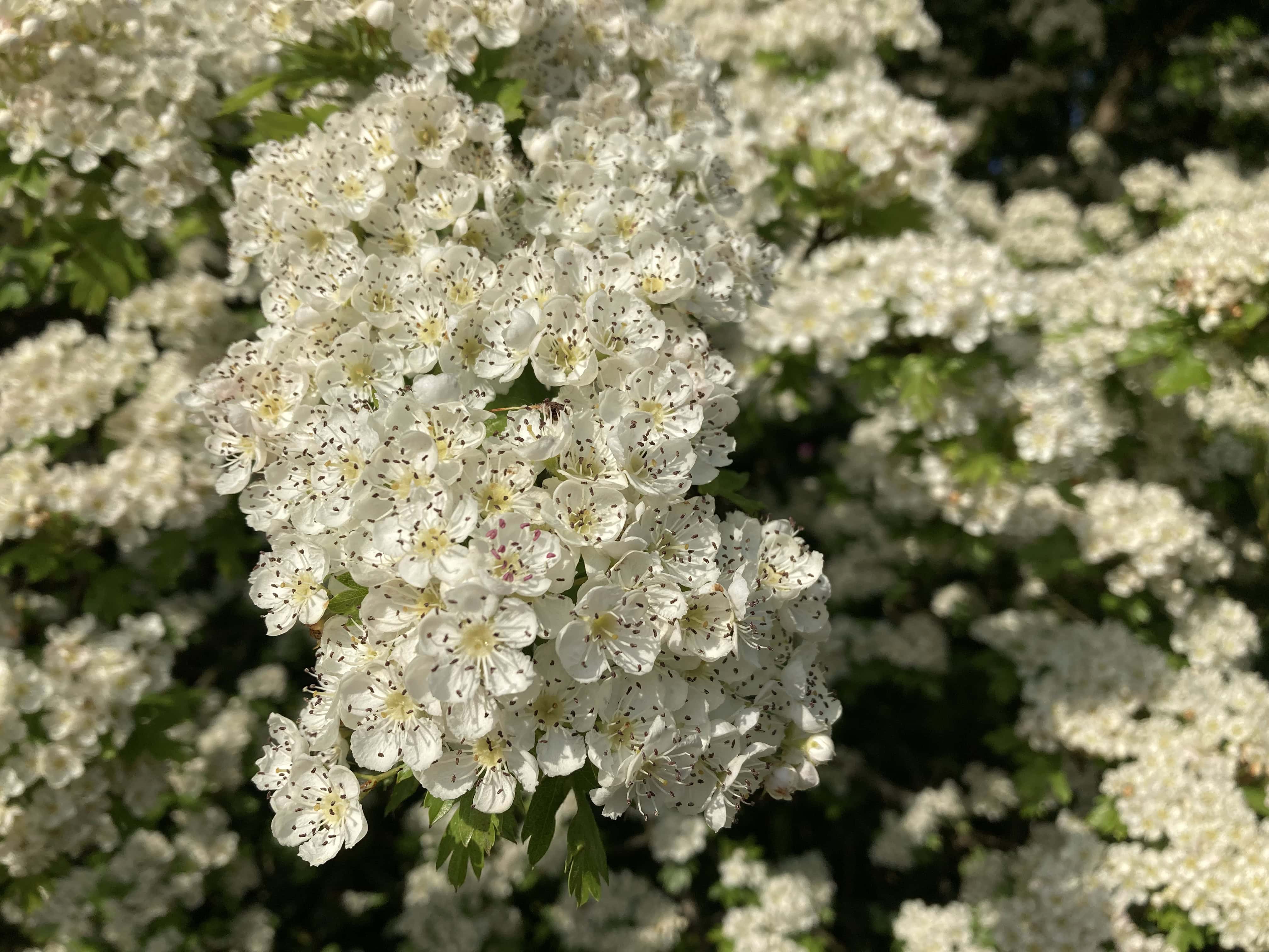 Hawthorn — FOTD Jun 12