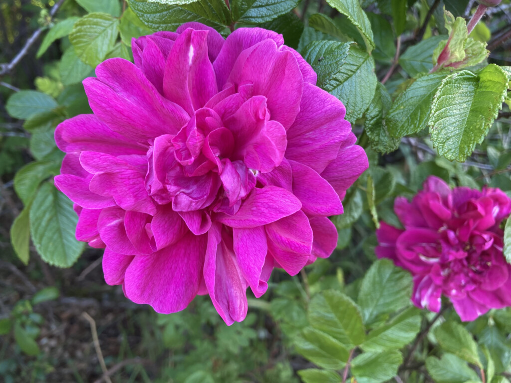 damask rose