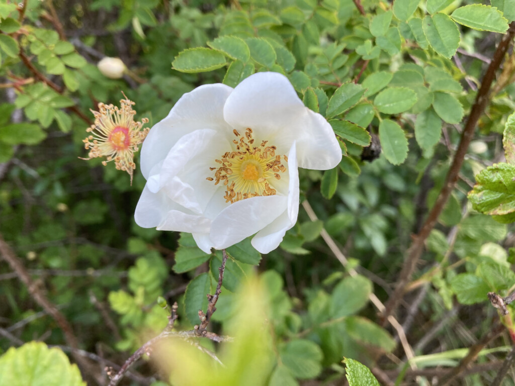wild rose