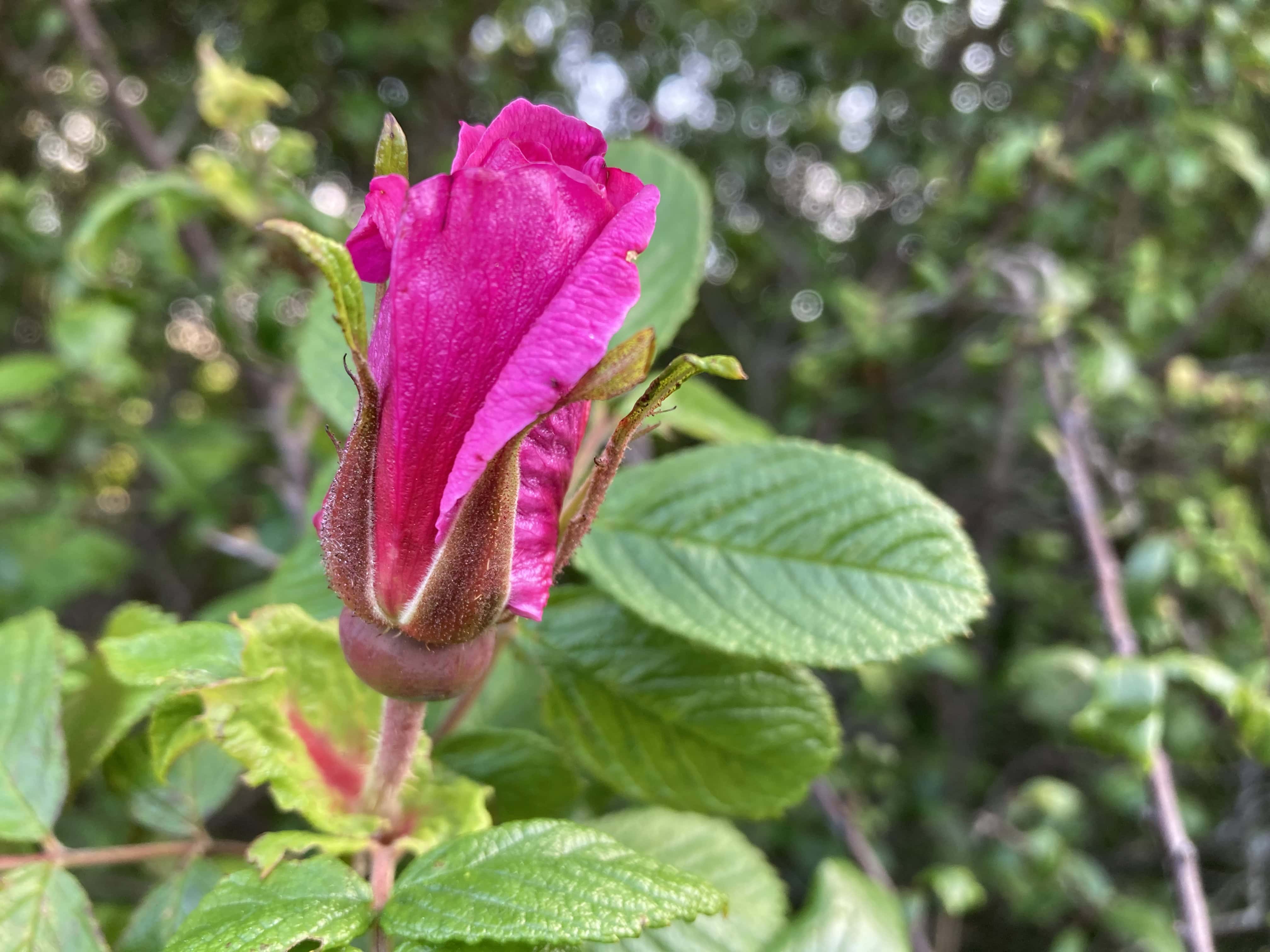 Rose Bud — FOTD Jun 15