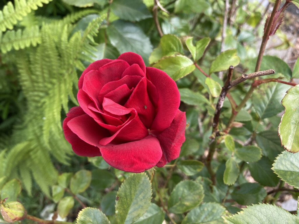 Red rose