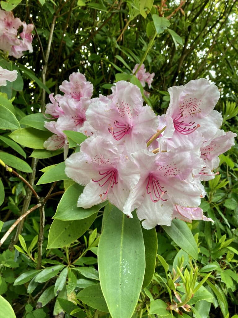 Pale pink rhodies