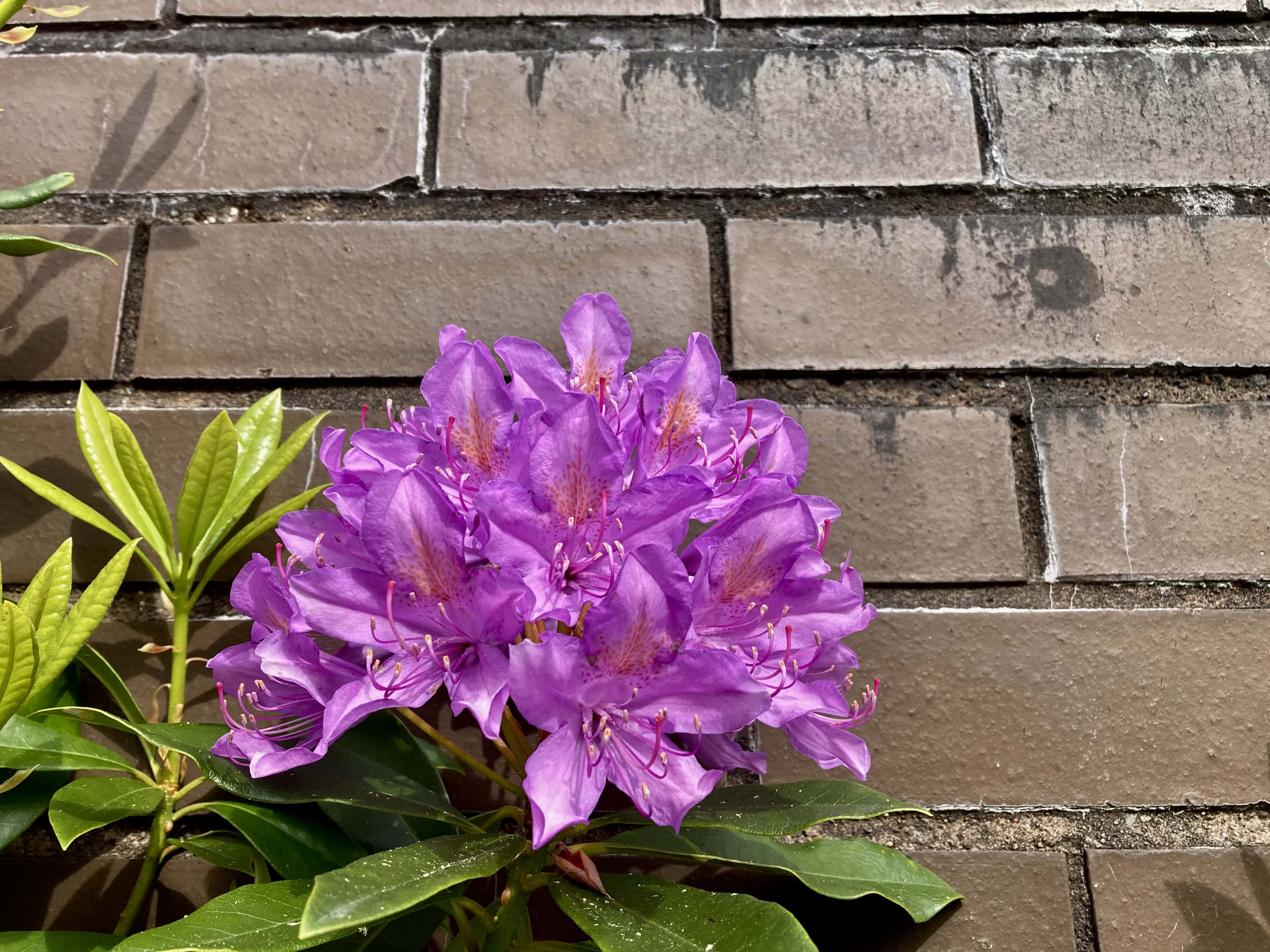 Rhodie Month — FOTD Jul 26