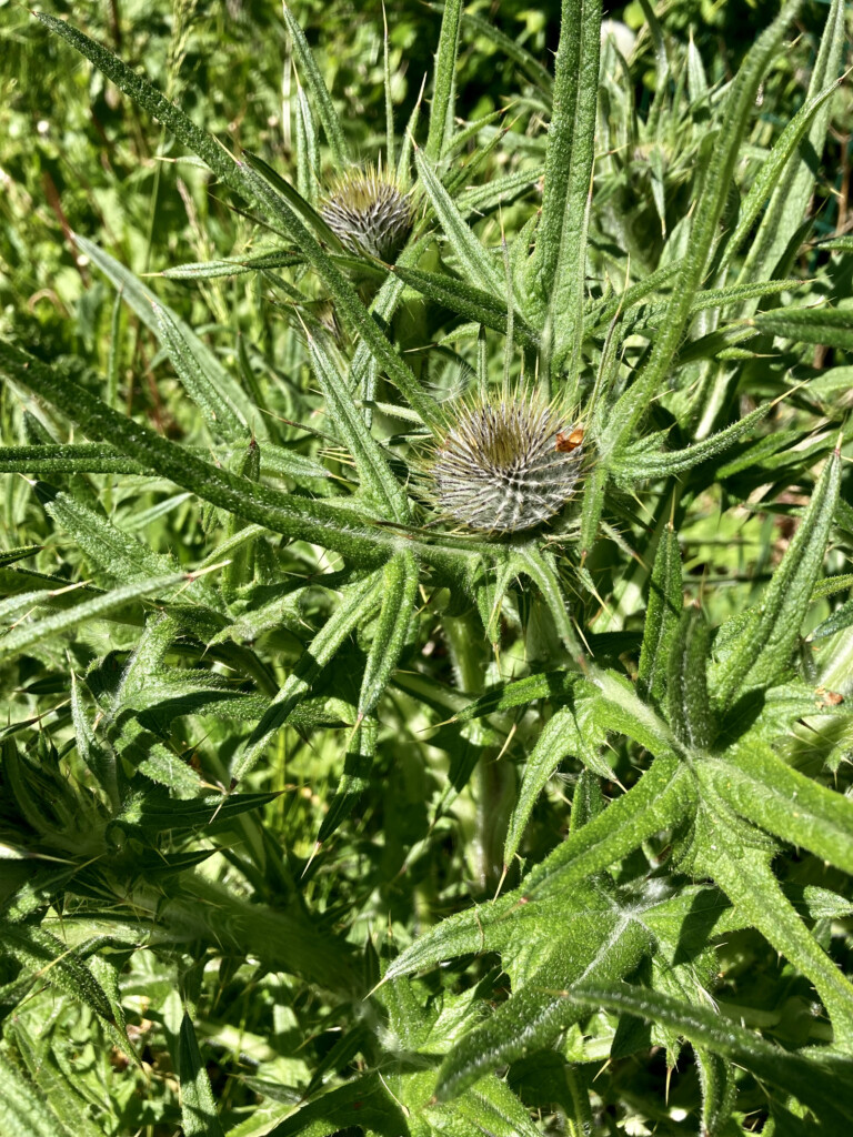 Thistles