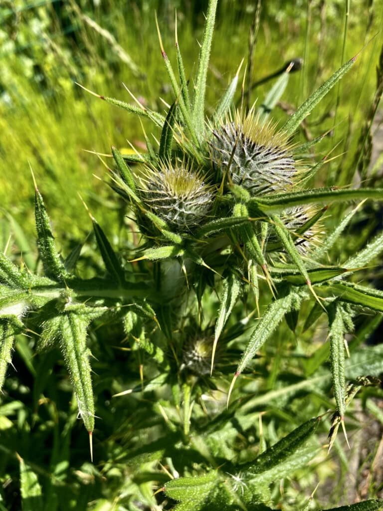 Thistle