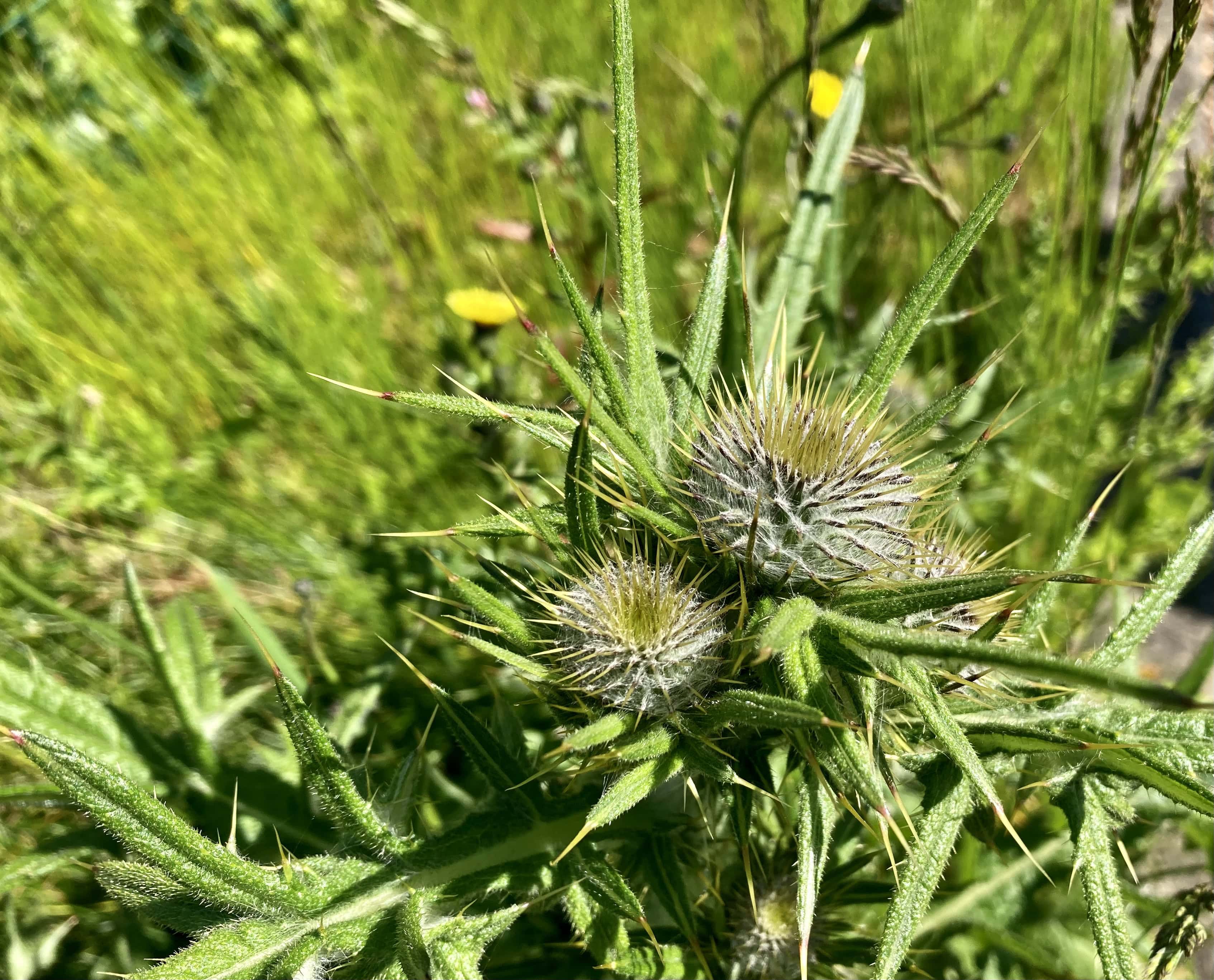 Thistle — Cellpic Sunday