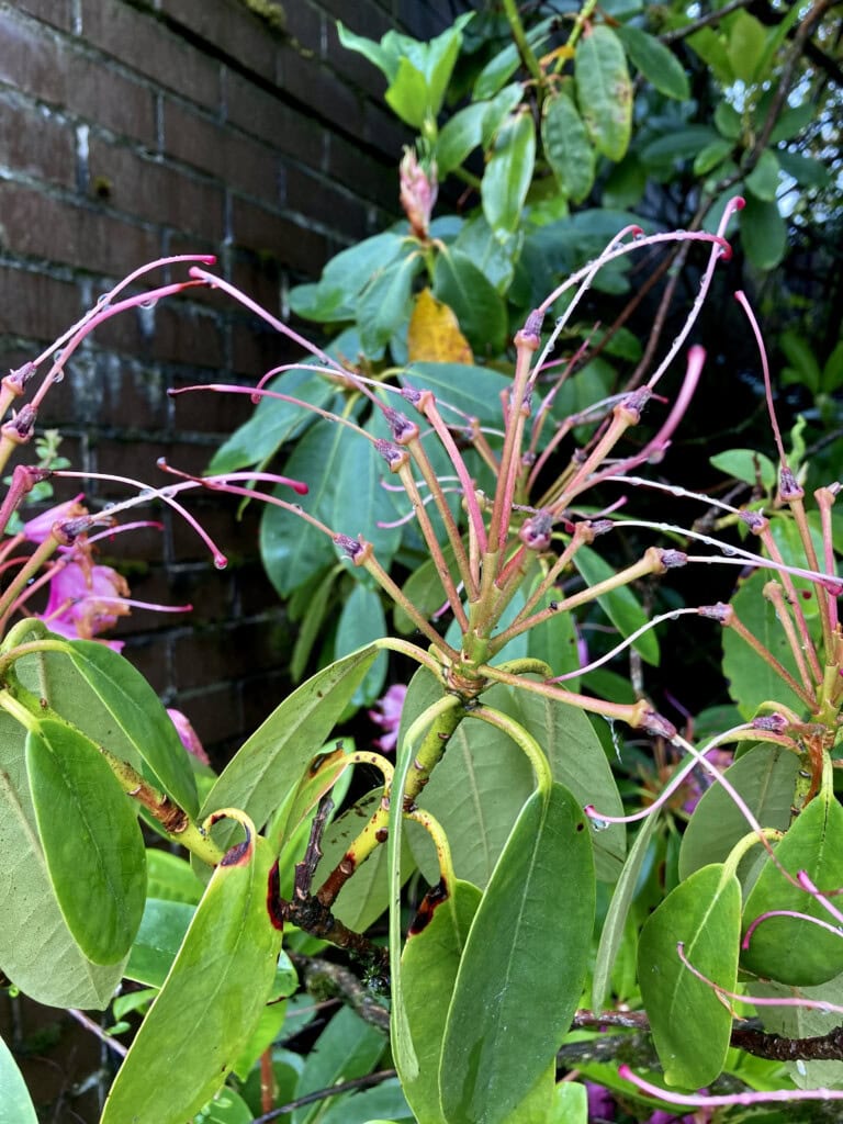 Rhodie skeleton