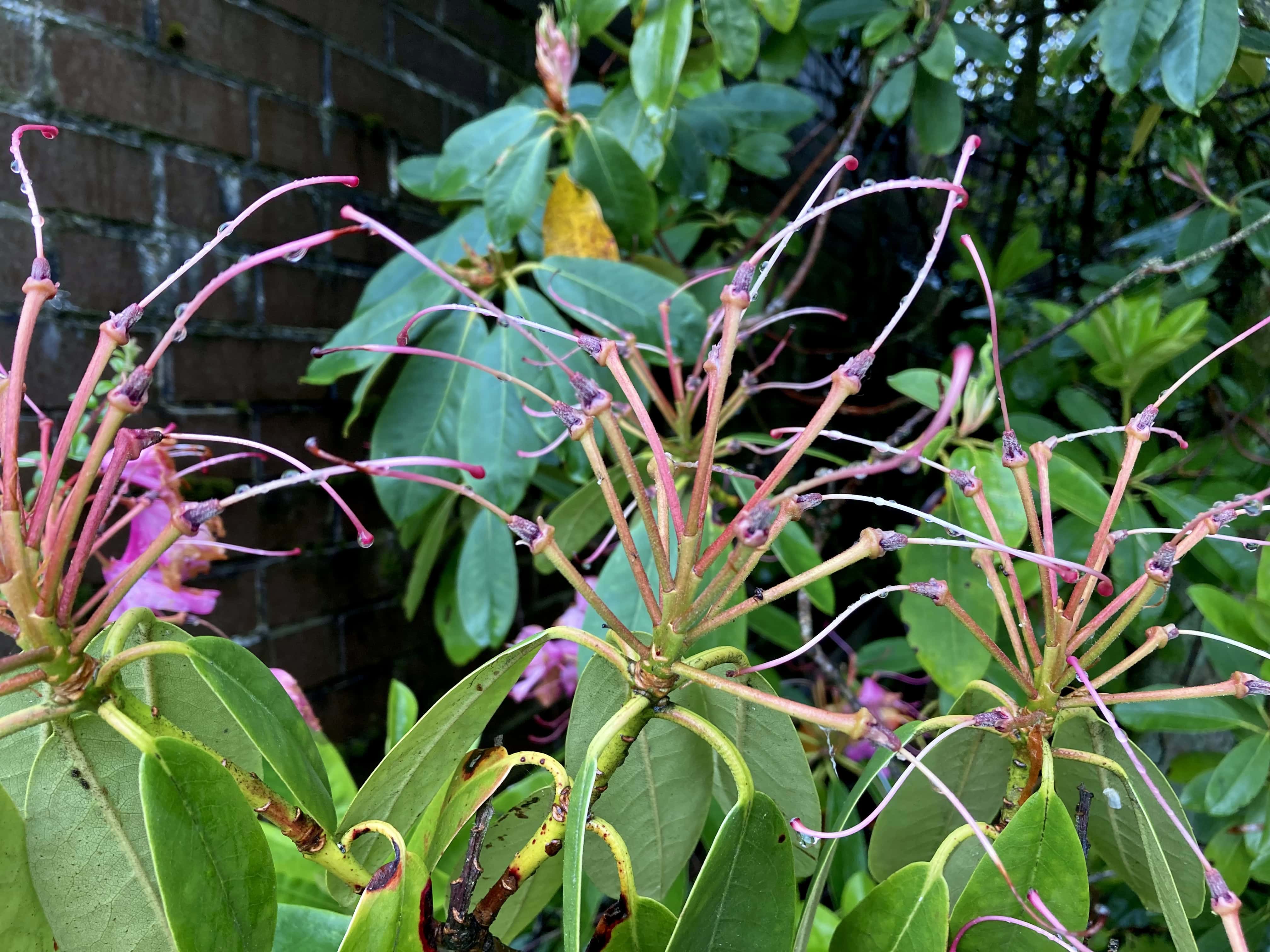 Rhodie Month — FOTD Jul 29