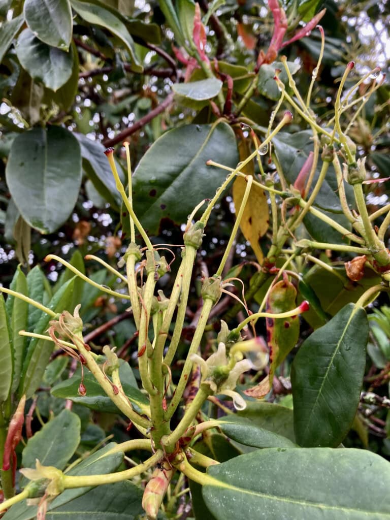 Rhodie skeleton