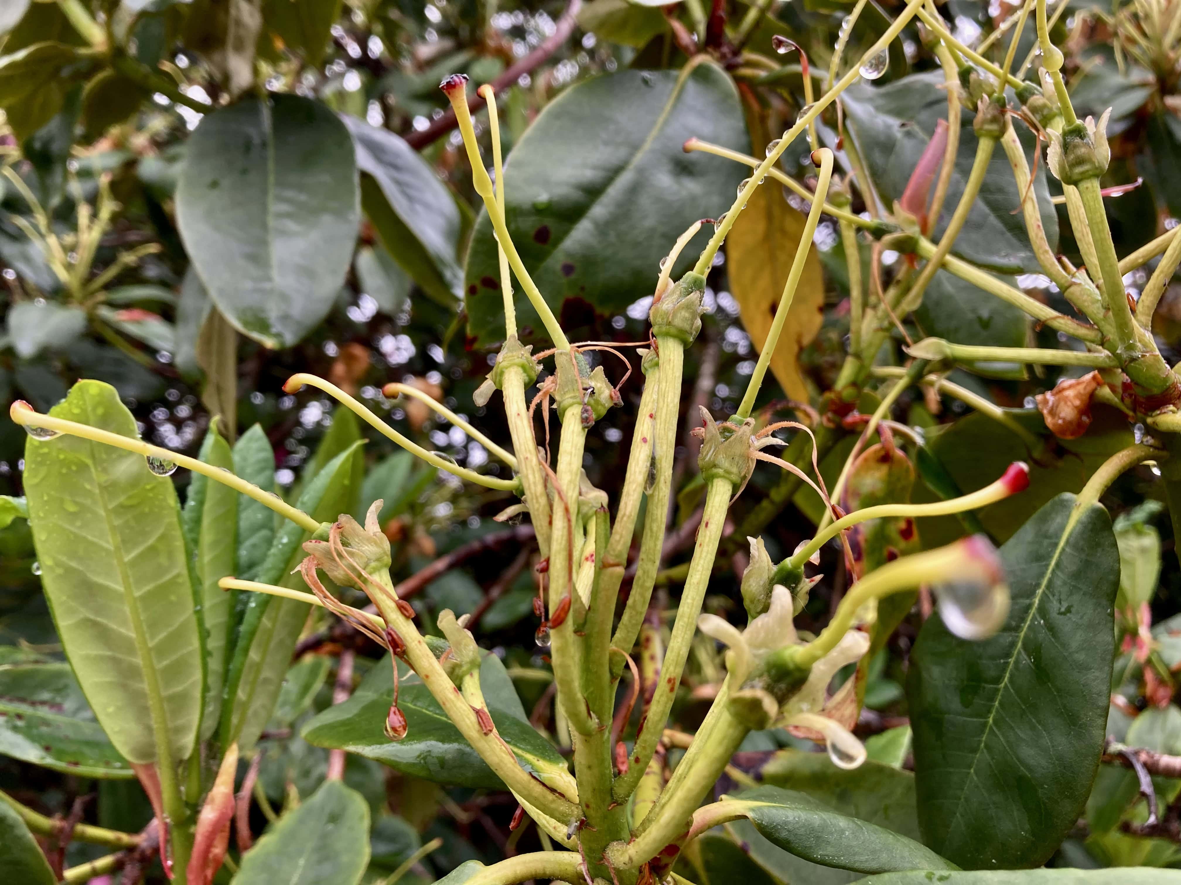 Rhodie Month — FOTD Jul 30