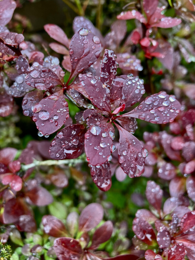 Raindrops on a Japanese barberry