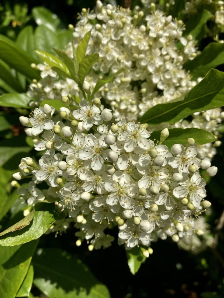 sheep berry