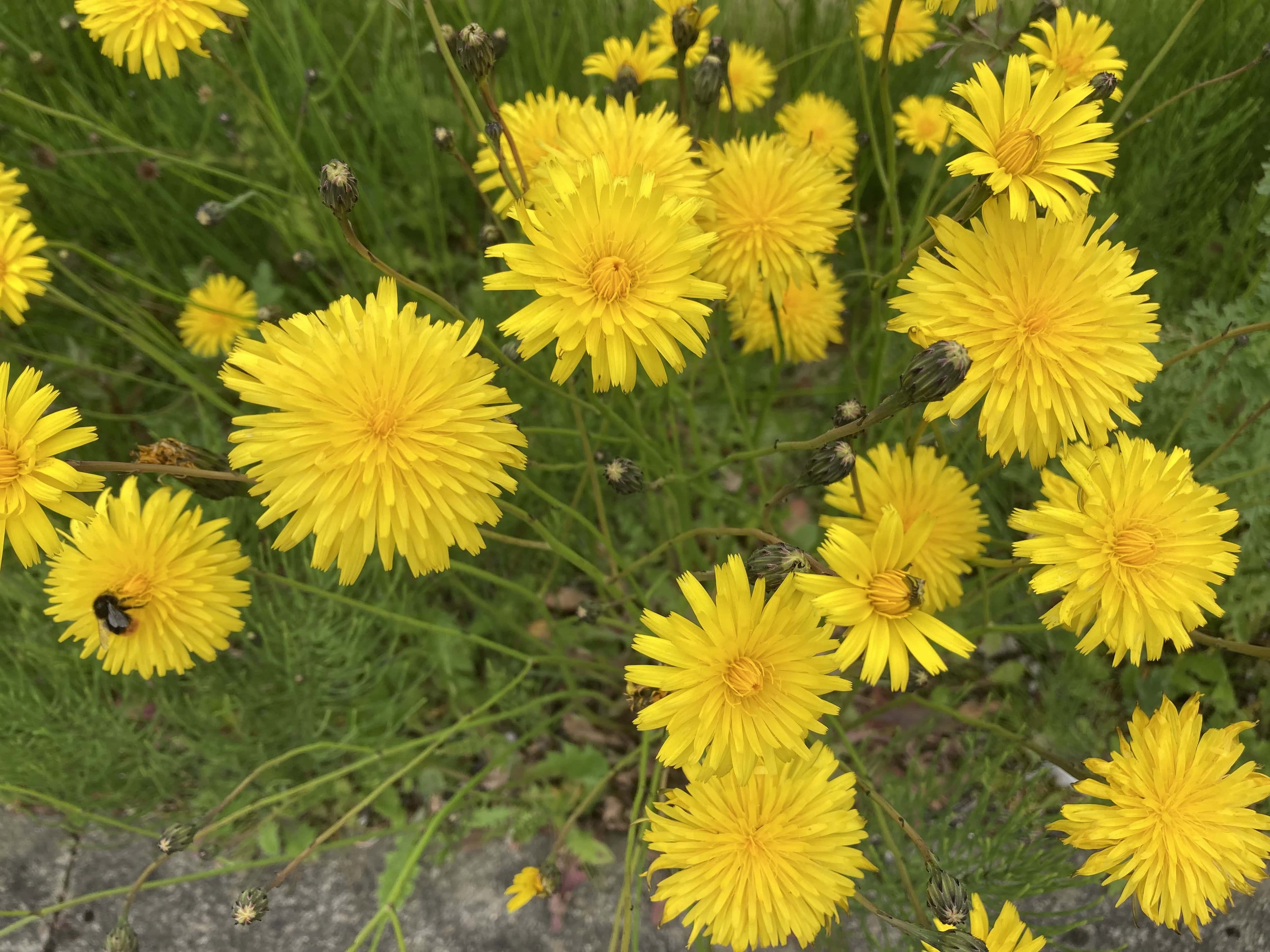 A Bunch of Bright Yellow Dandelions