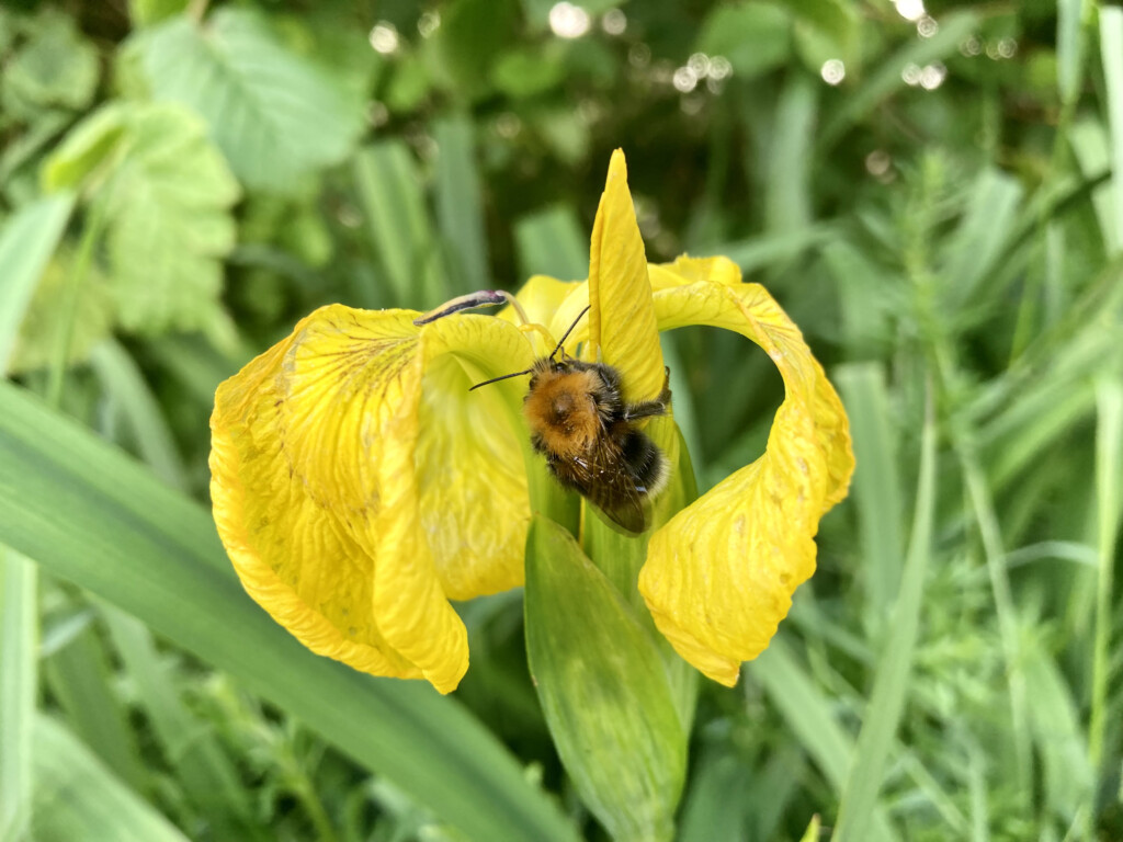 Bee on a yellow iris