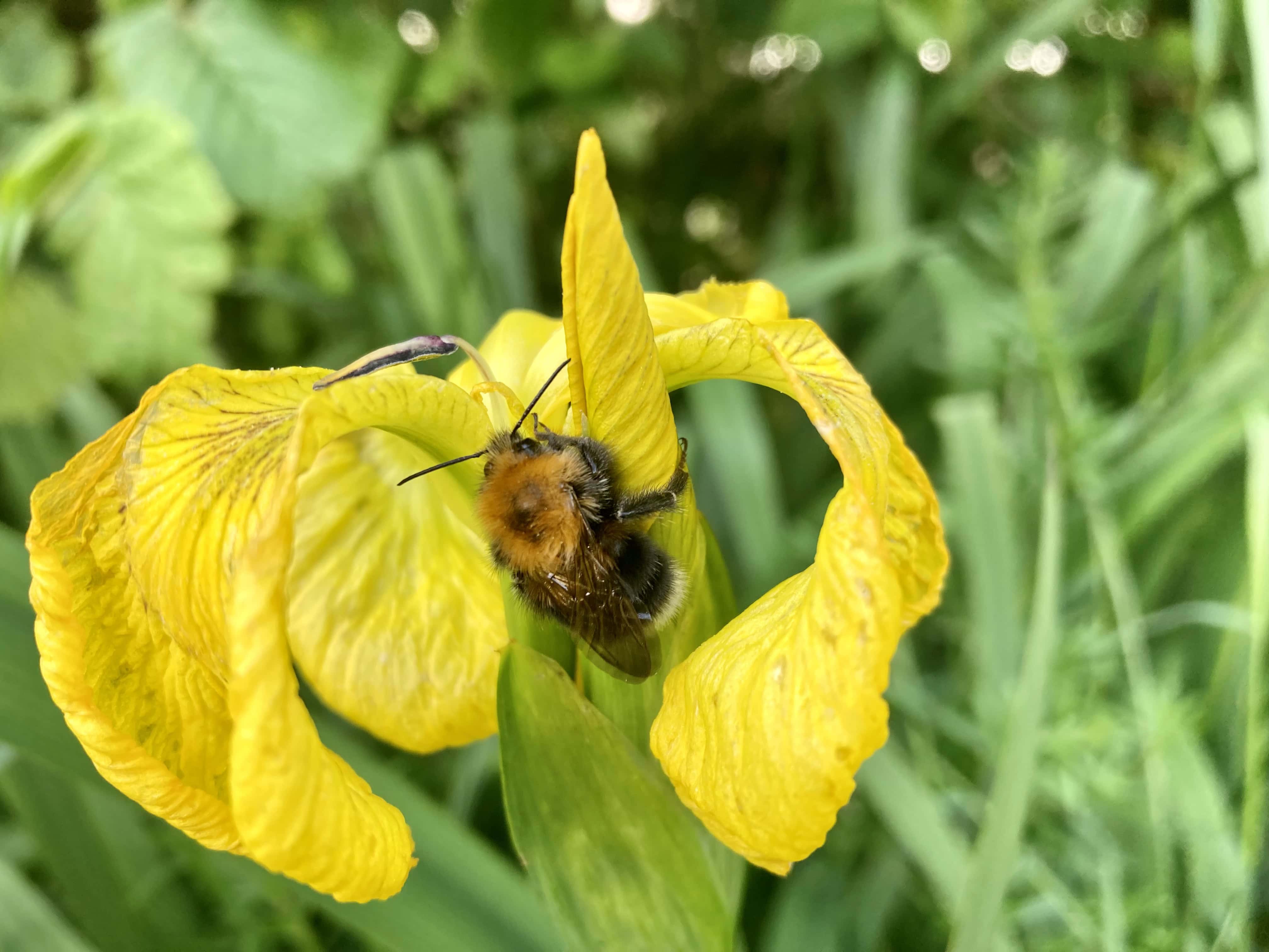 Napping Bee — Cellpic Sunday