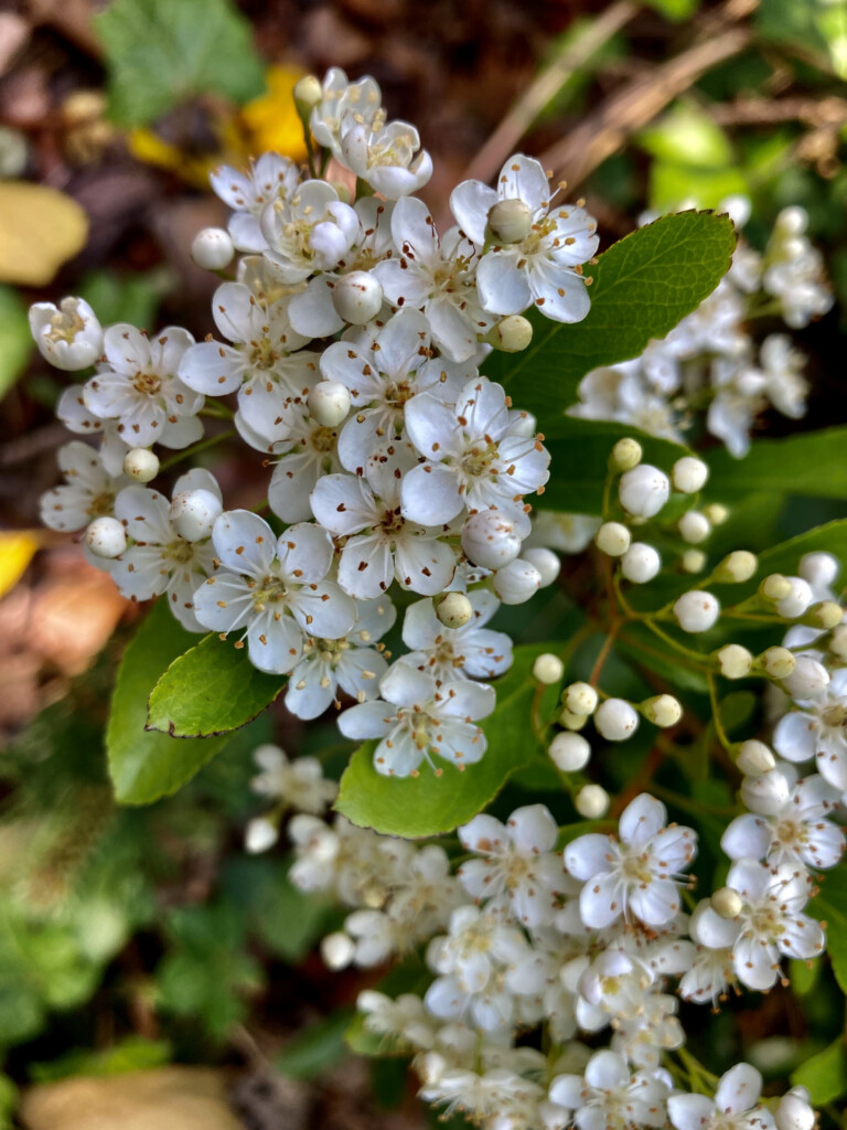 Photinia Villosa