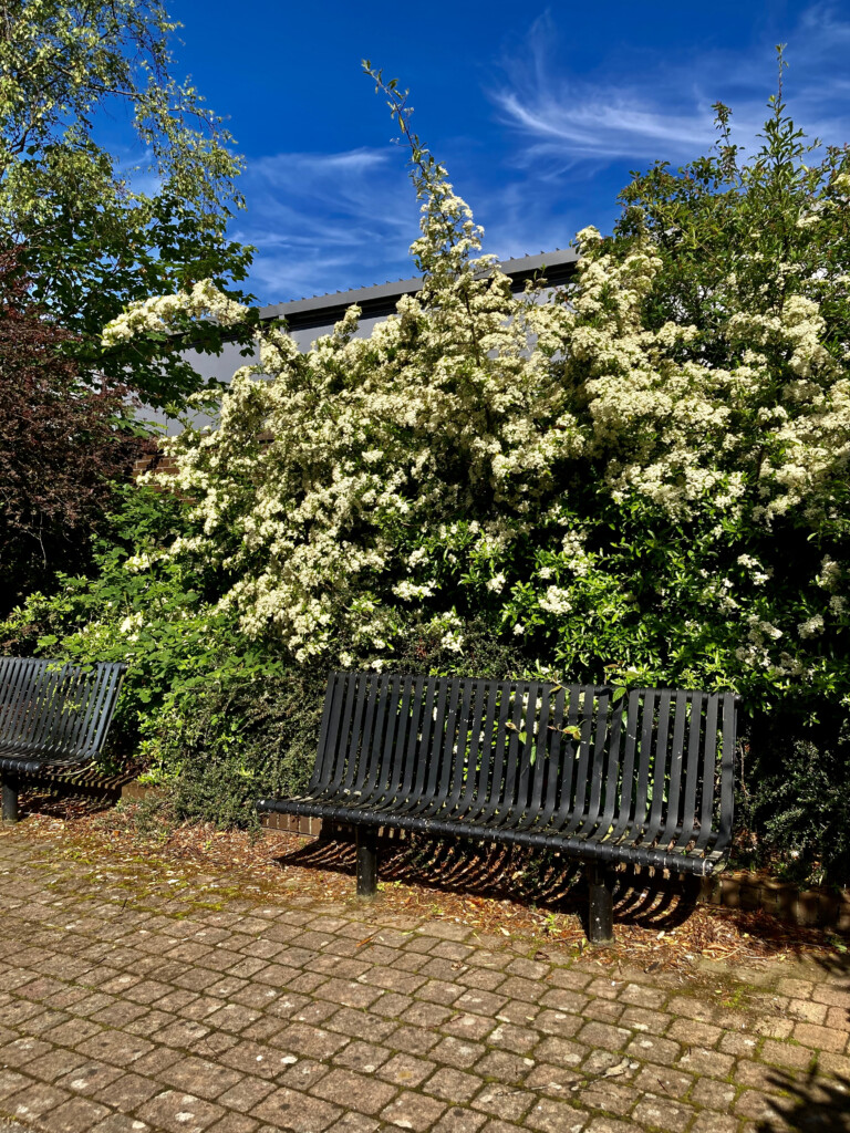 Bench under photinias
