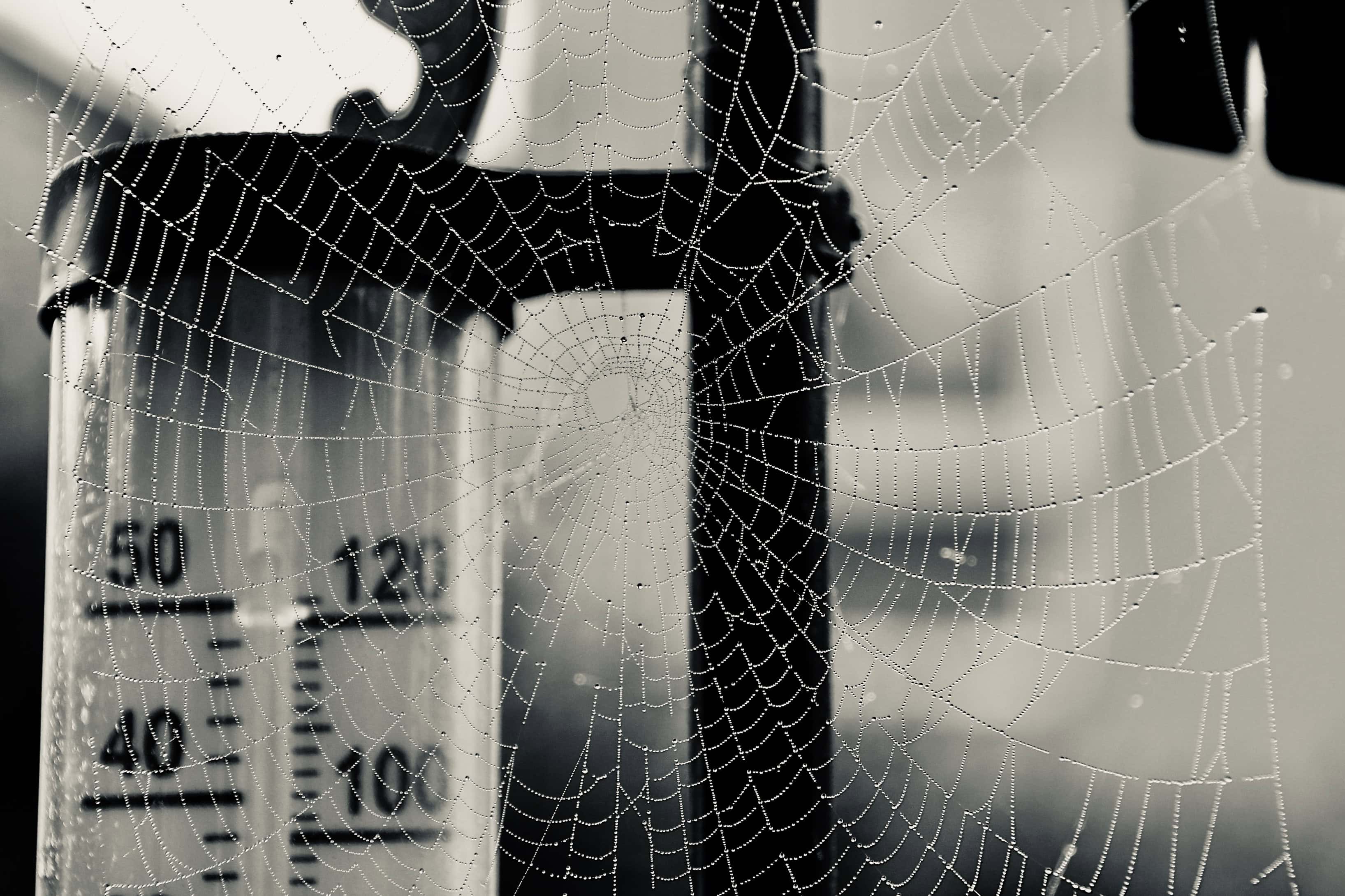 Dew Soaked Spider’s Web — Water Water Everywhere #144