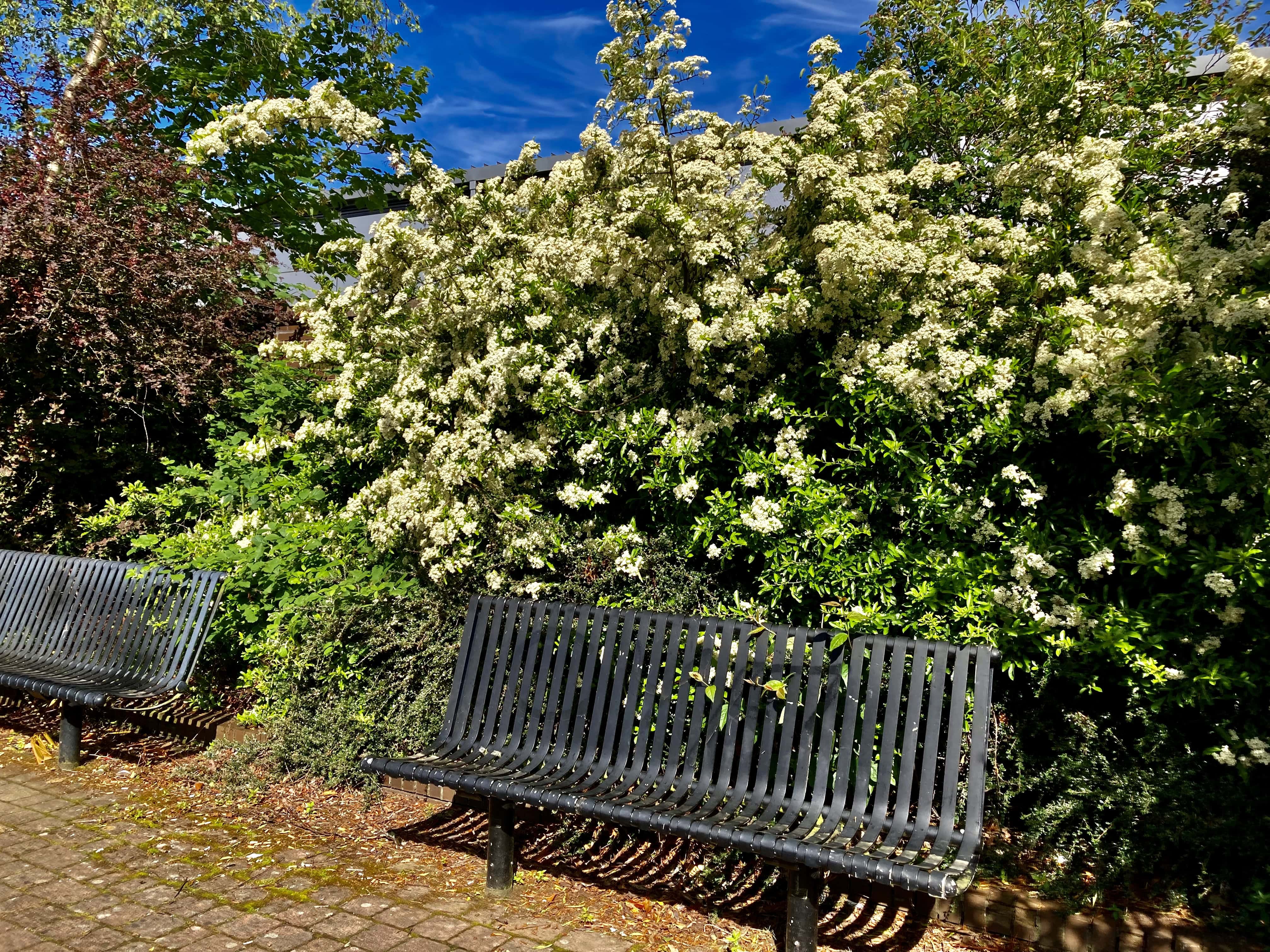 Under the Photinias — Pull Up a Seat Wk 25