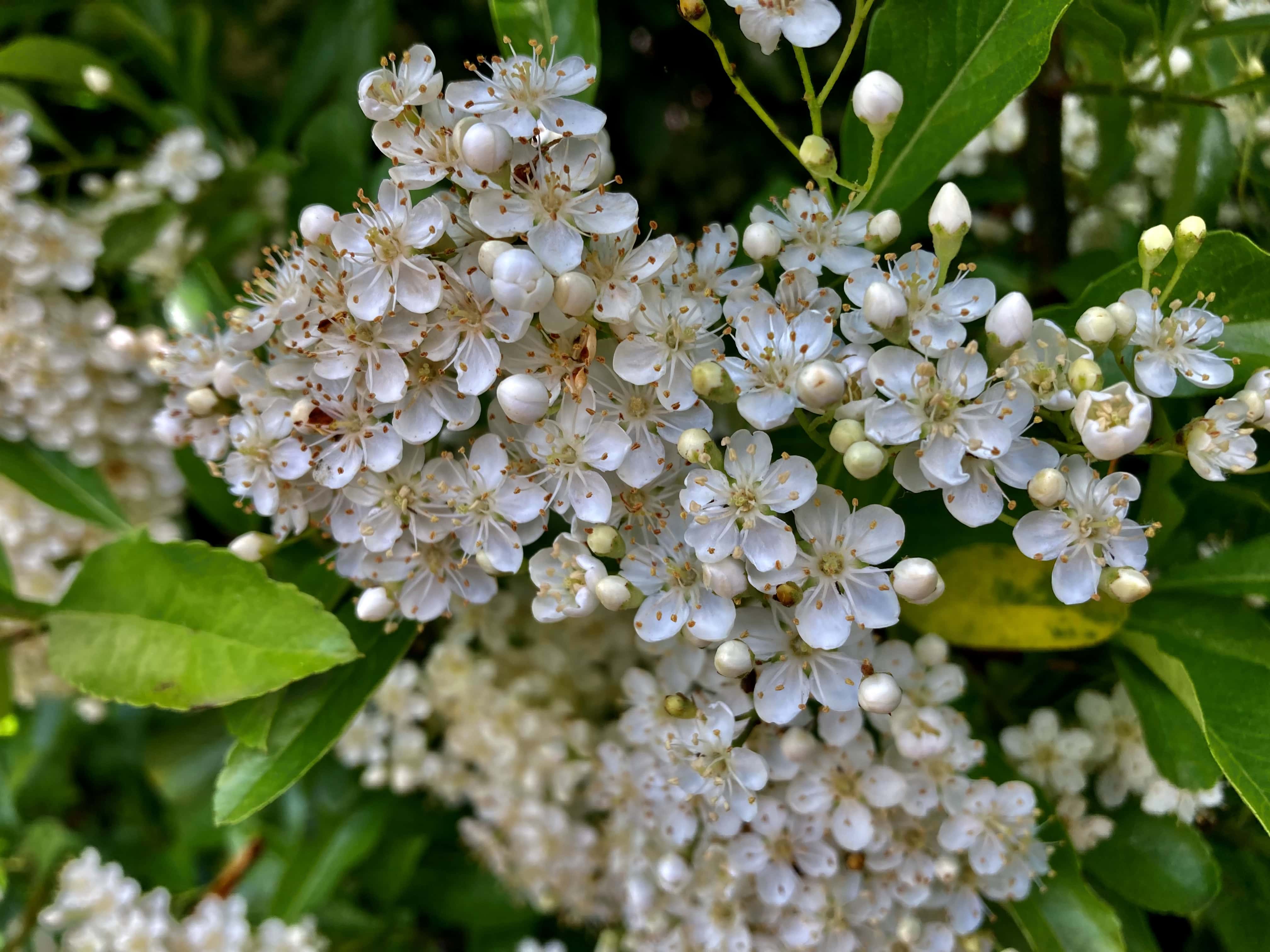 Photinia Villosa — Macro Monday Jun 27