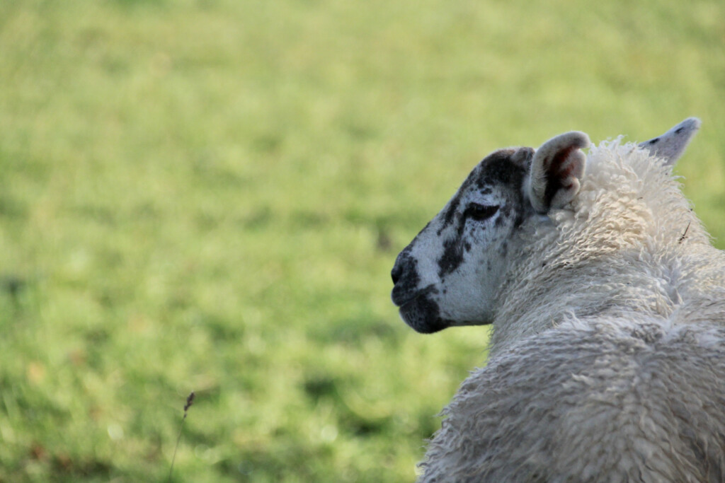 Sheep