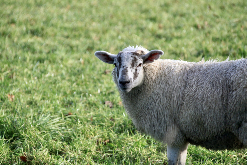 sheep