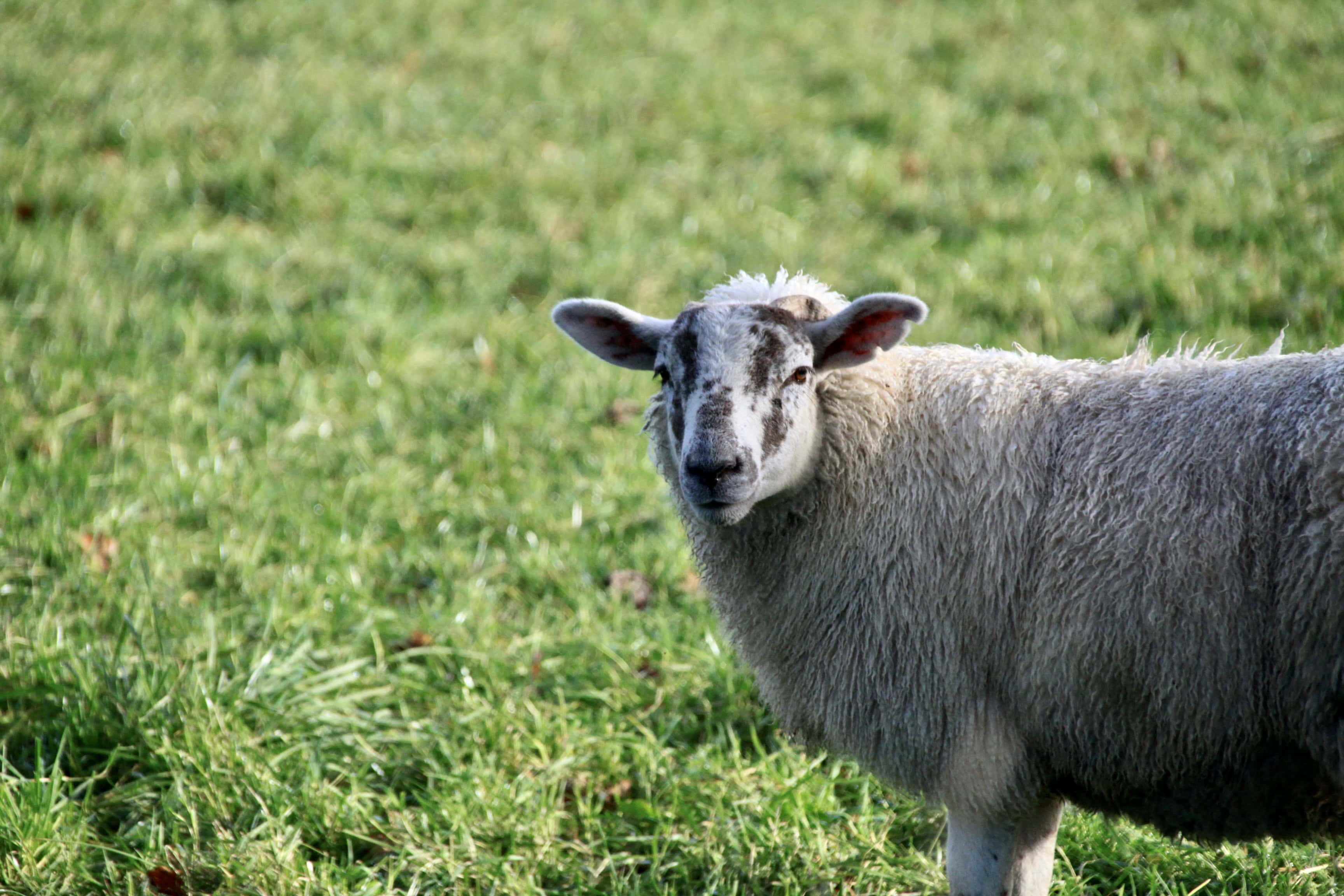 Sheep — Monday Portrait Jun 27