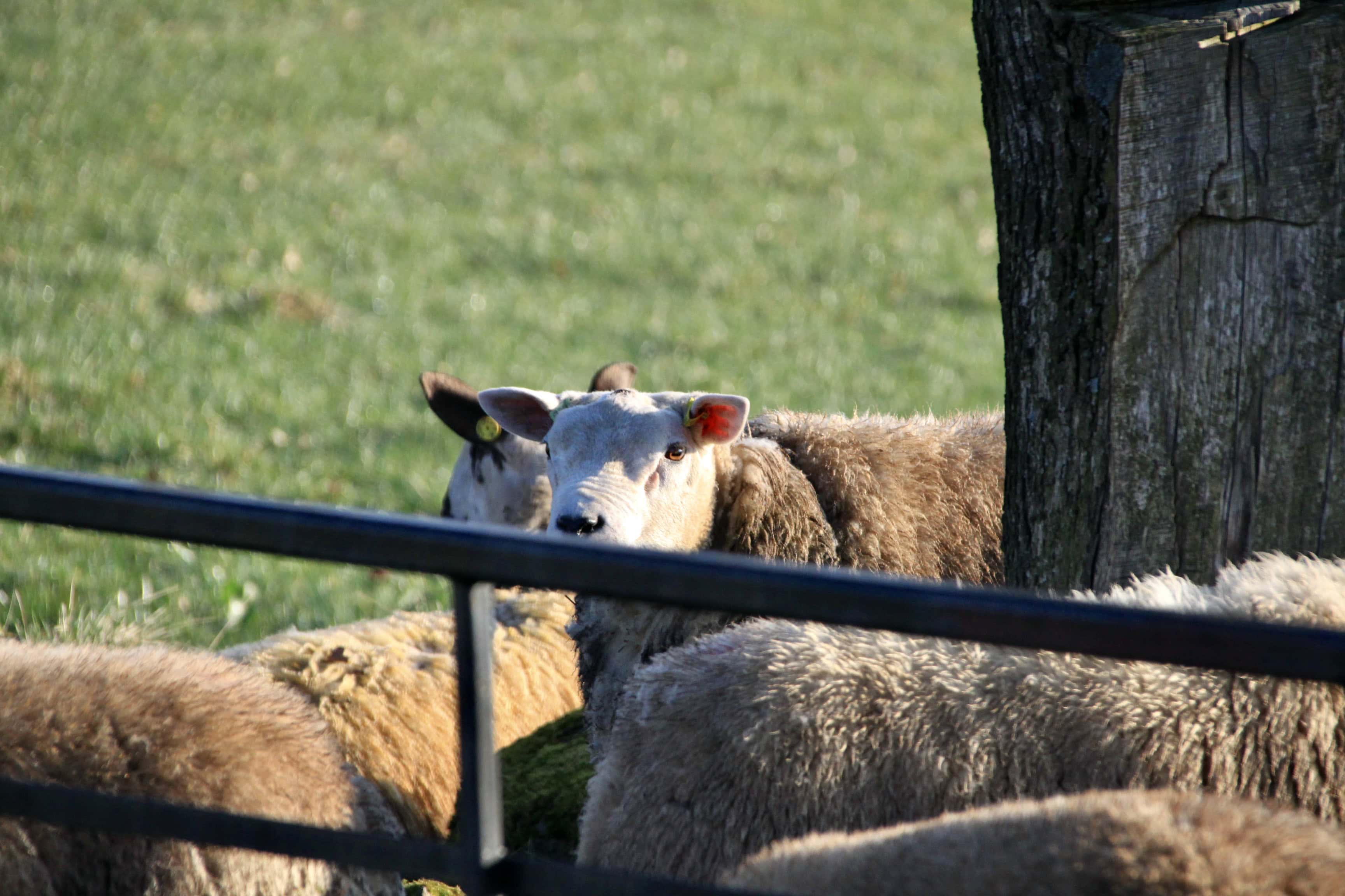 Sheep — Monday Portrait Jun 13