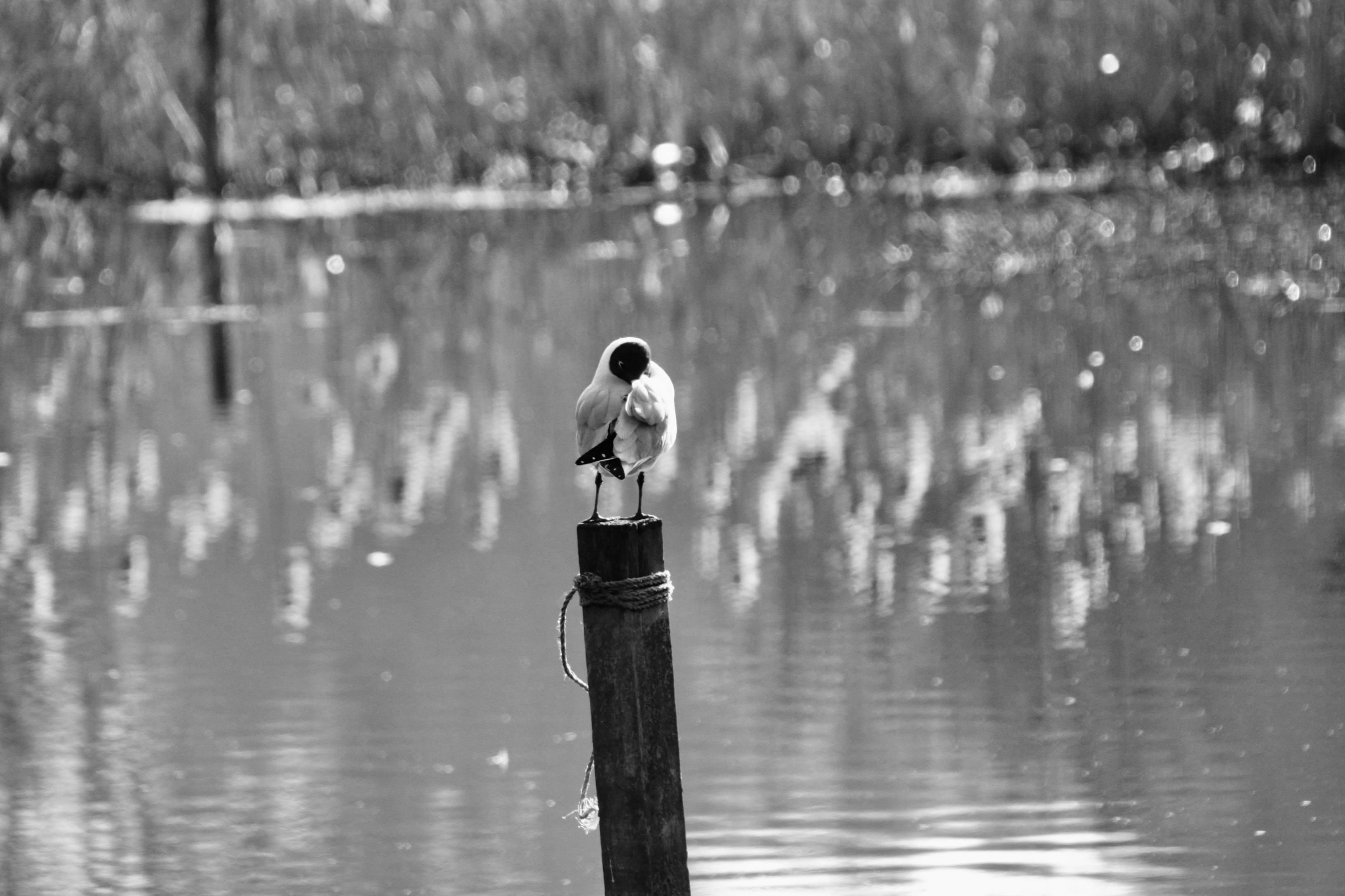 Peace and Quiet at Callendar Loch — CBWC
