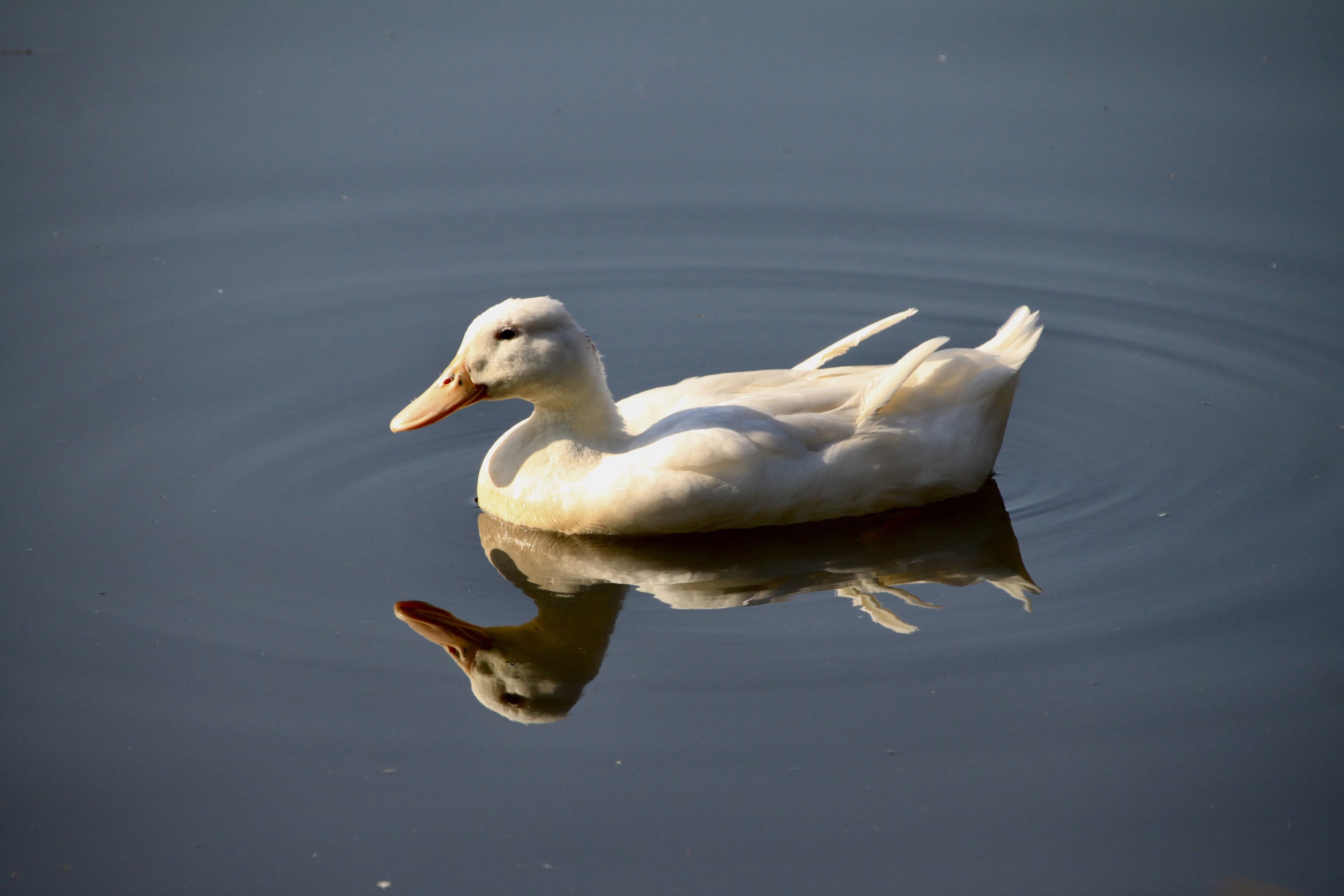 White Duck — Monday Portrait Jun 20