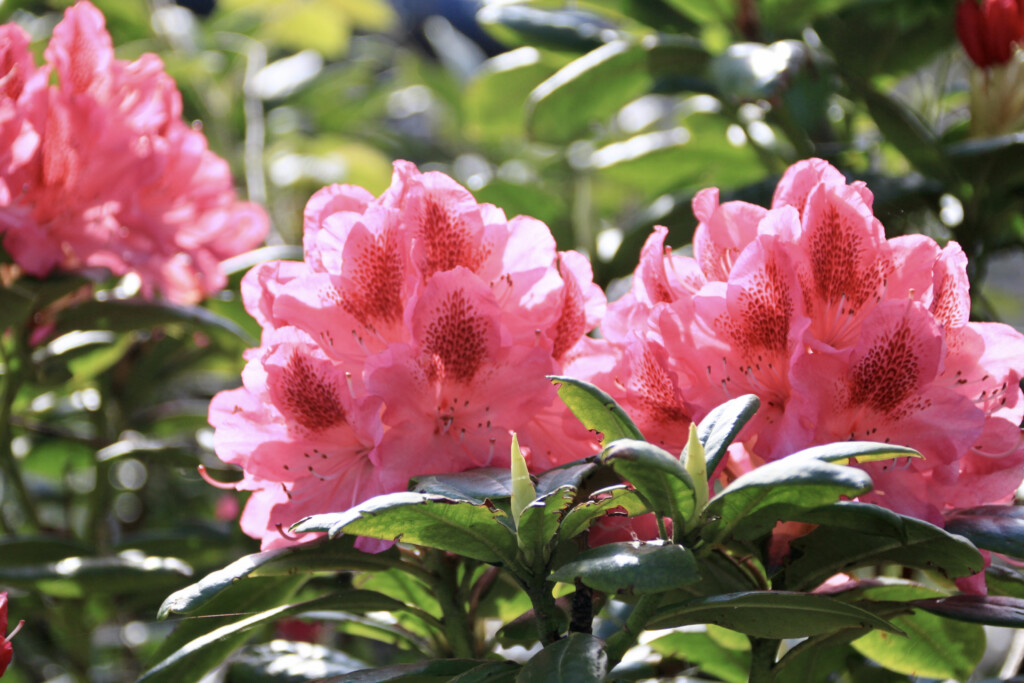 Pink rhodie