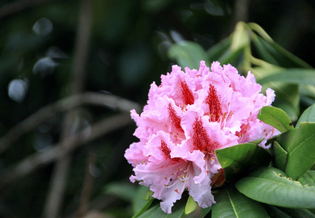 pink rhodie