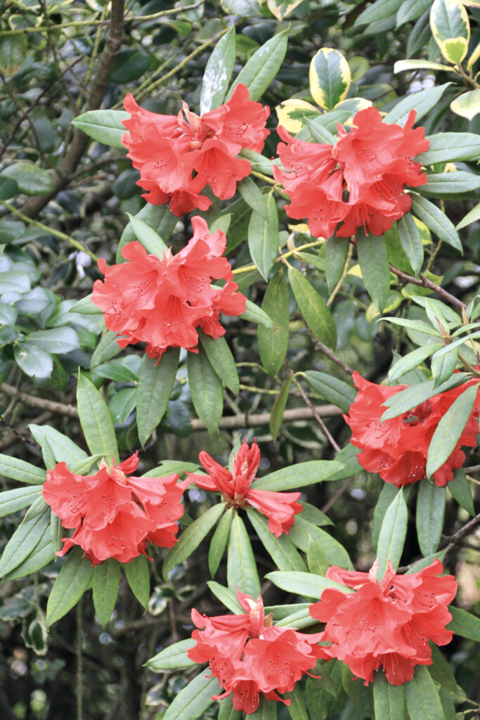 Red rhodie
