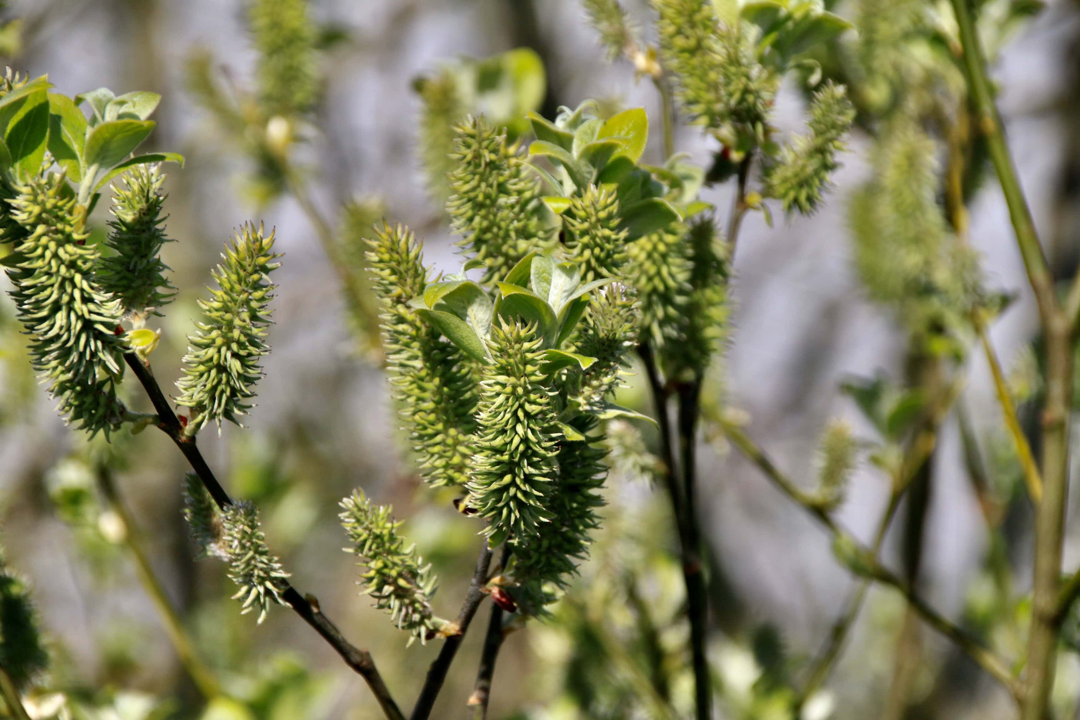 Willow Tree — FOTD Jun 29