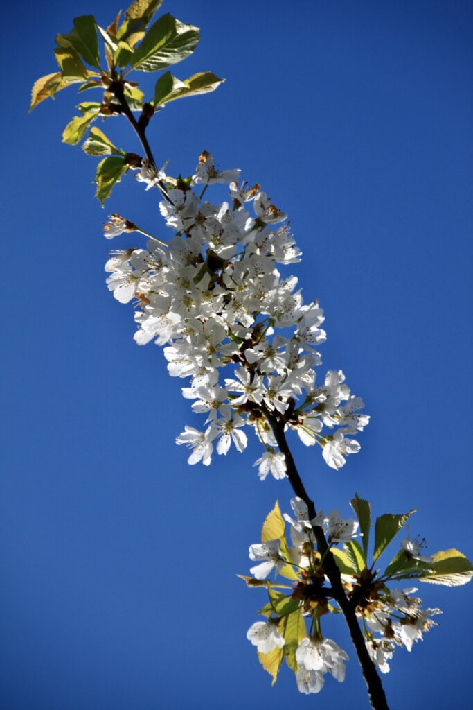 White Blossom