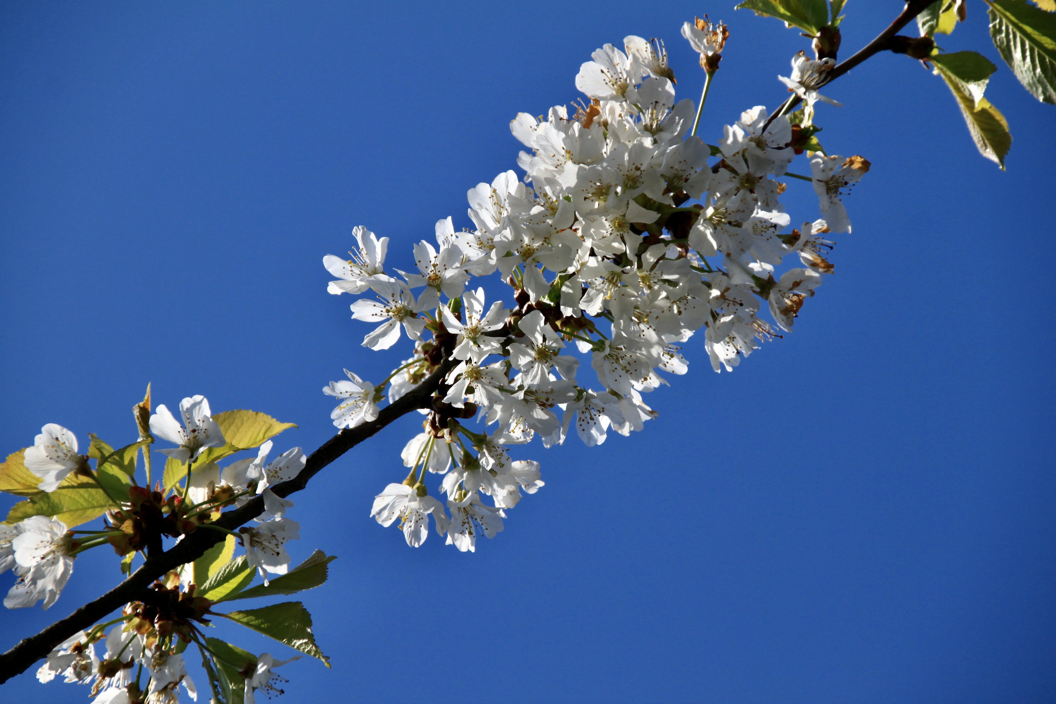 White Blossom — FOTD Jun 22