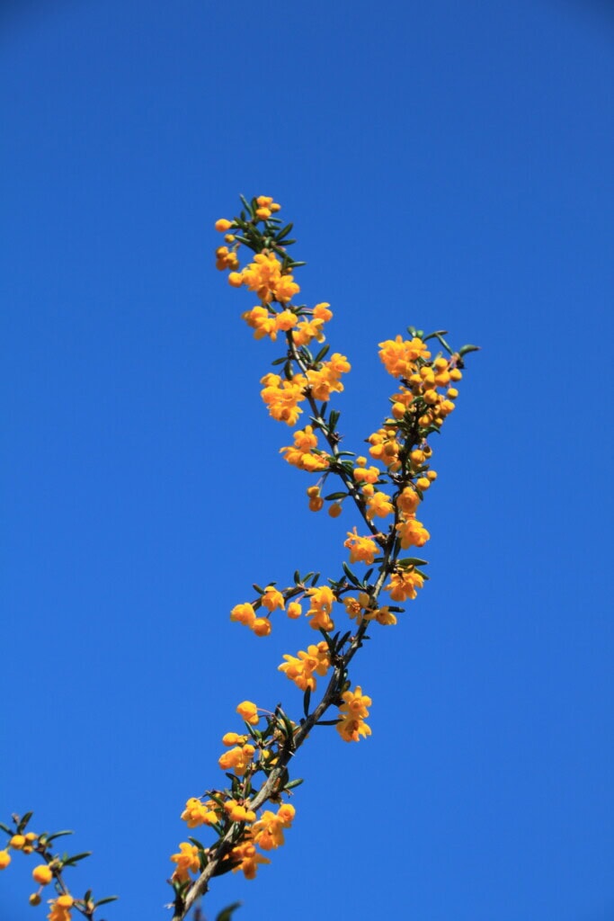 Berberis darwinii