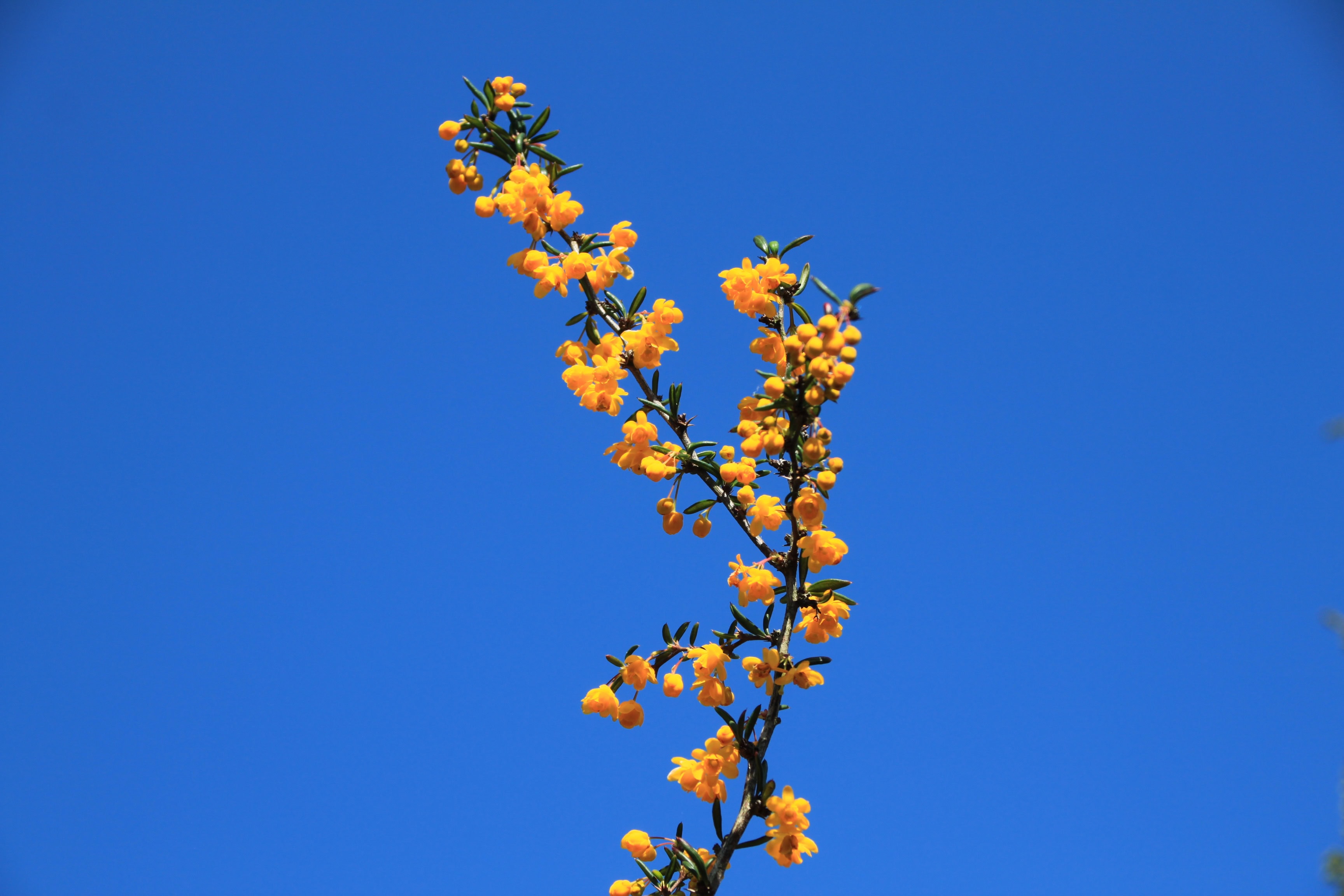 Berberis Darwinii — FOTD Jun 24