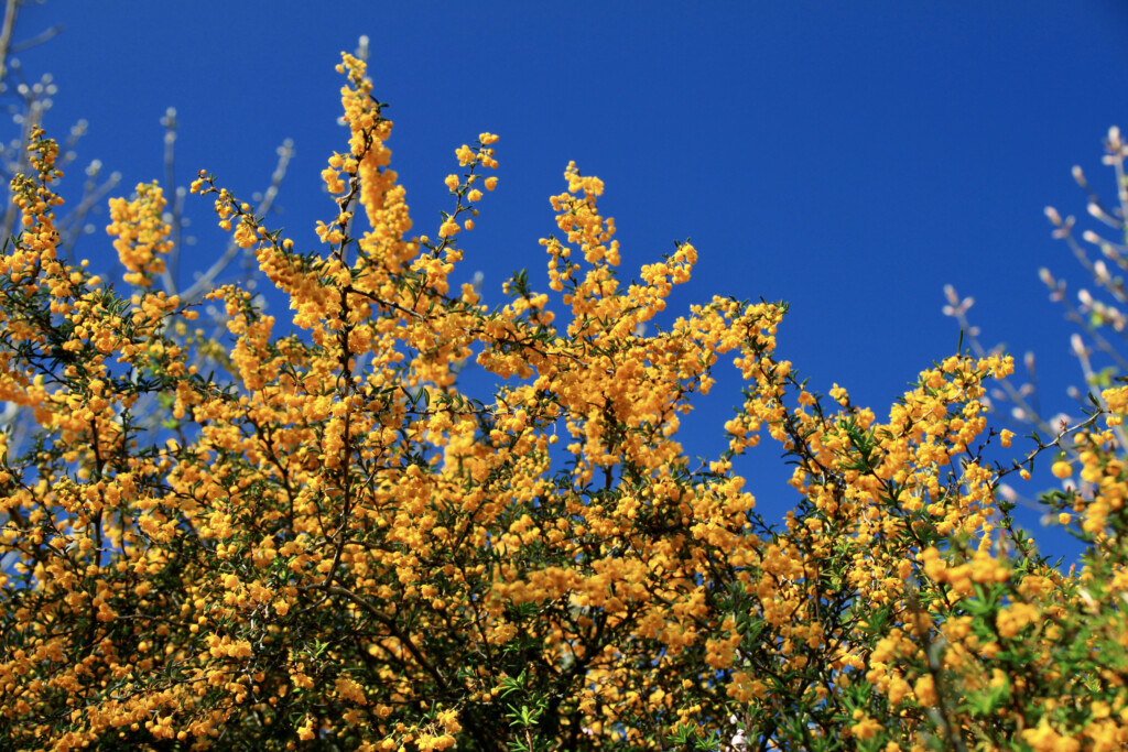 Berberis darwinii