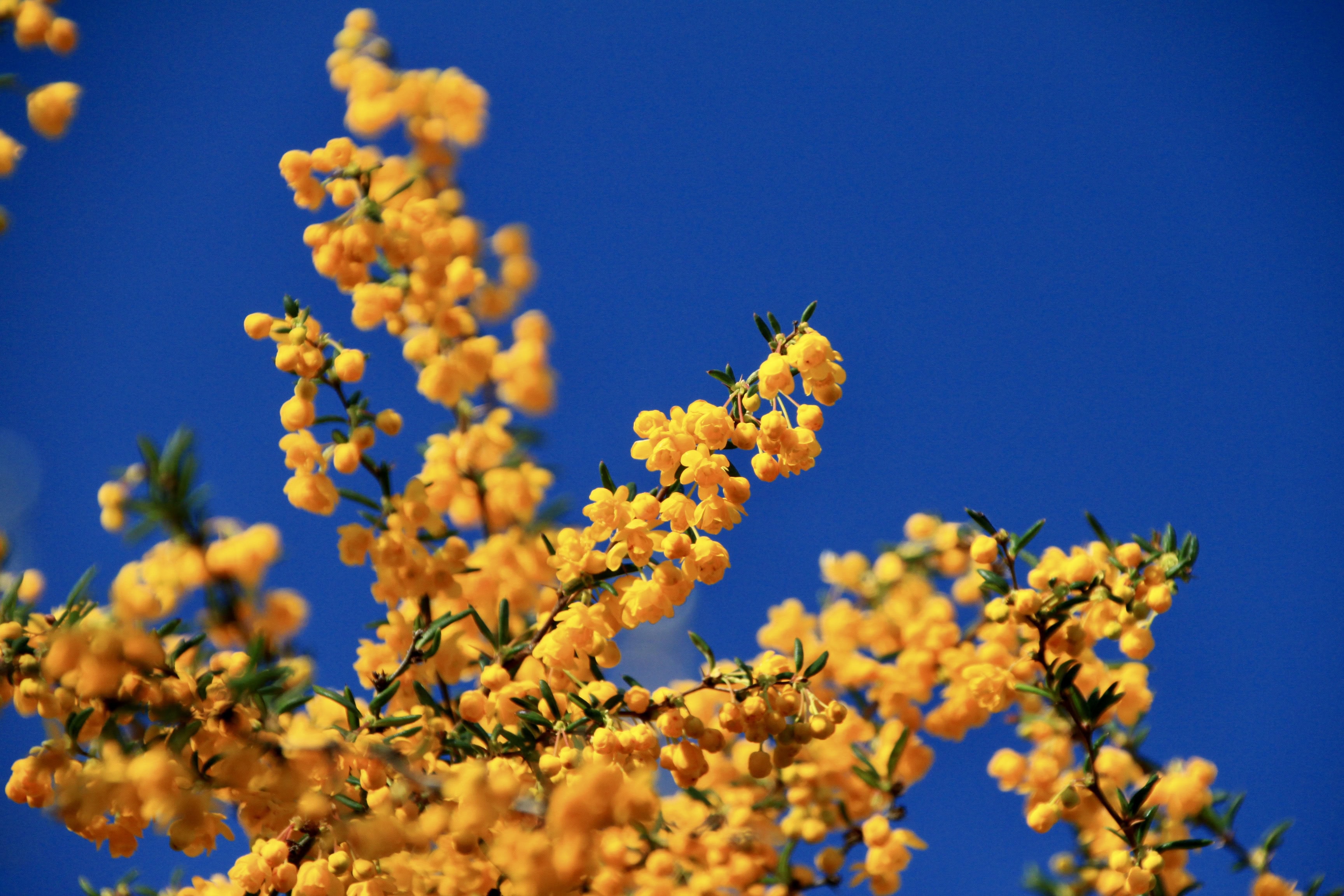 Berberis Darwinii — FOTD Jun 23