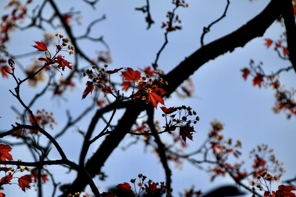 Norway Maple