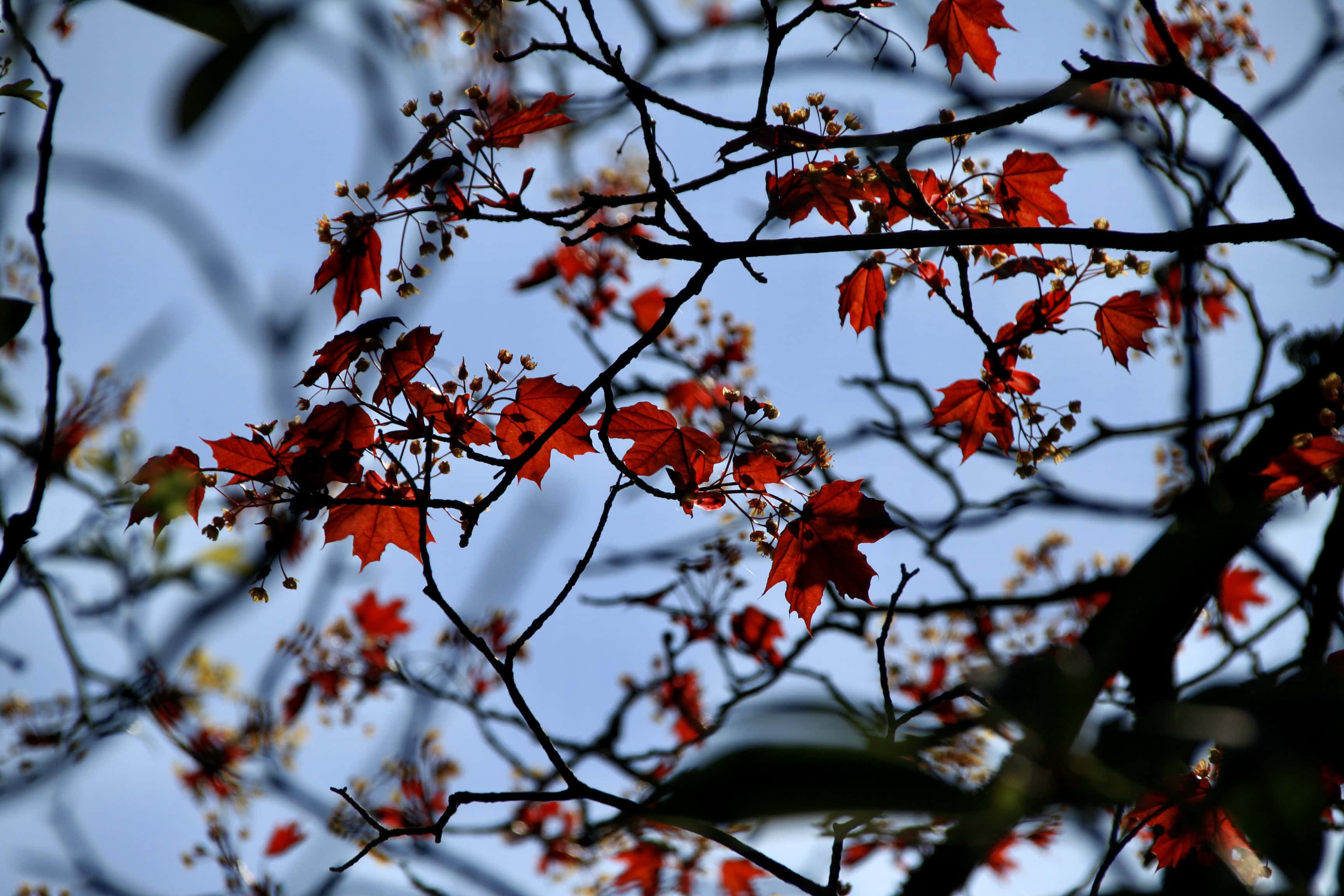 Norway Maple — FOTD Jun 28