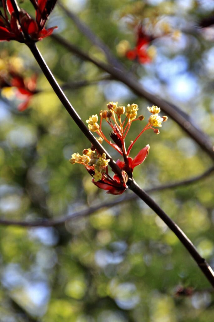 Norway Maple