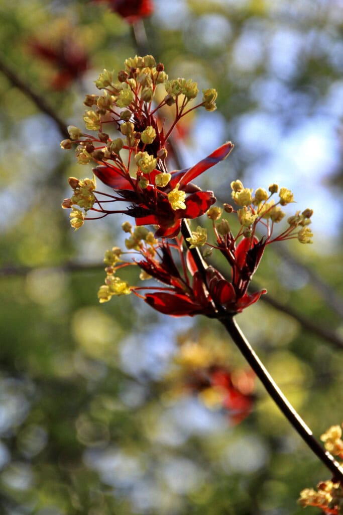 Norway Maple