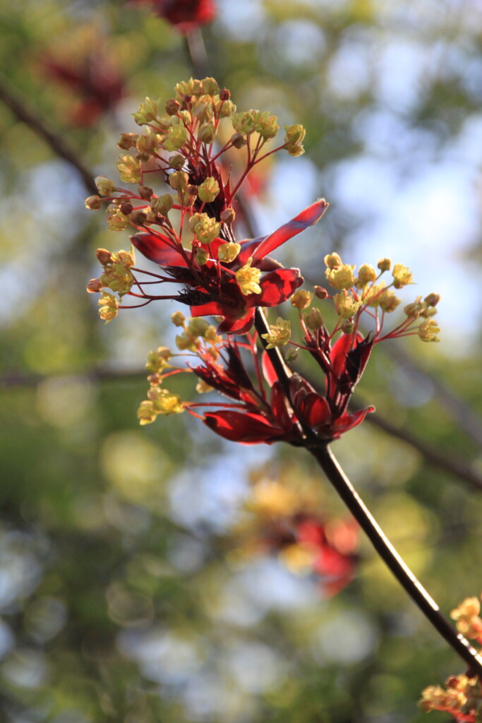 Norwegian maple
