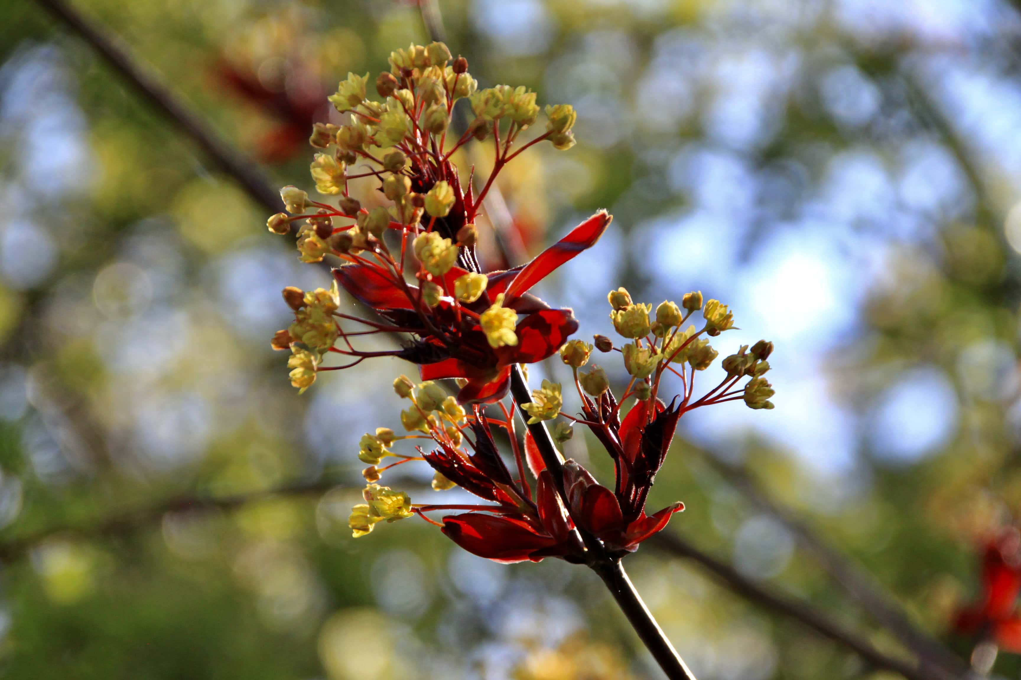 Norway Maple — FOTD Jun 25