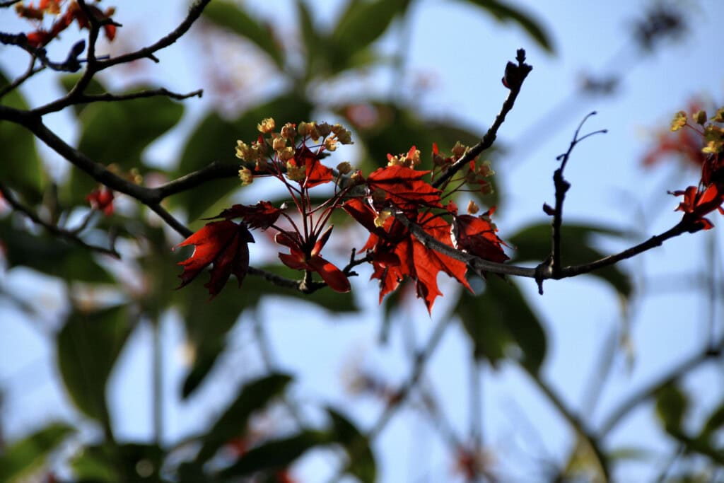 Norway Maple