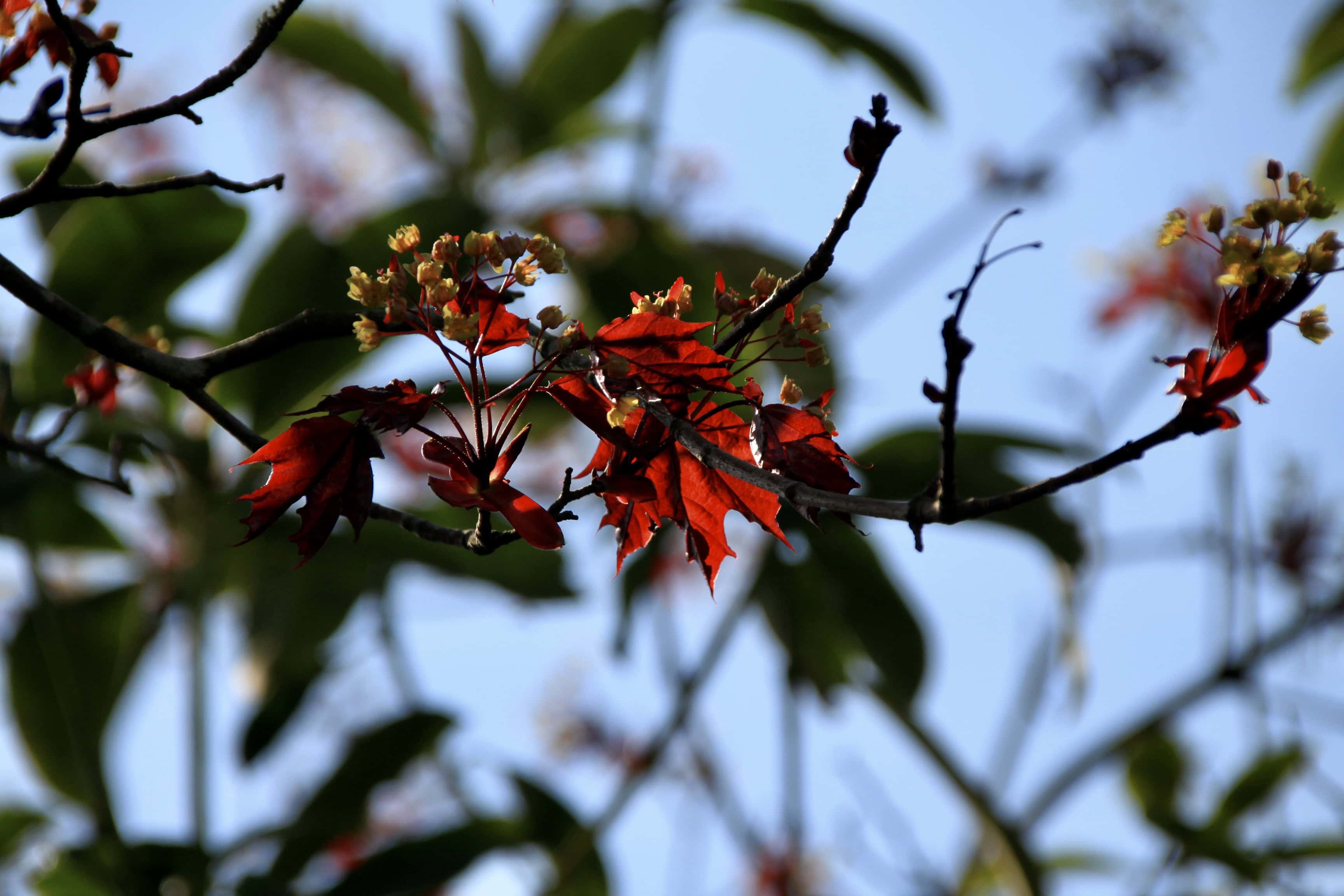 Norway Maple — FOTD Jun 26
